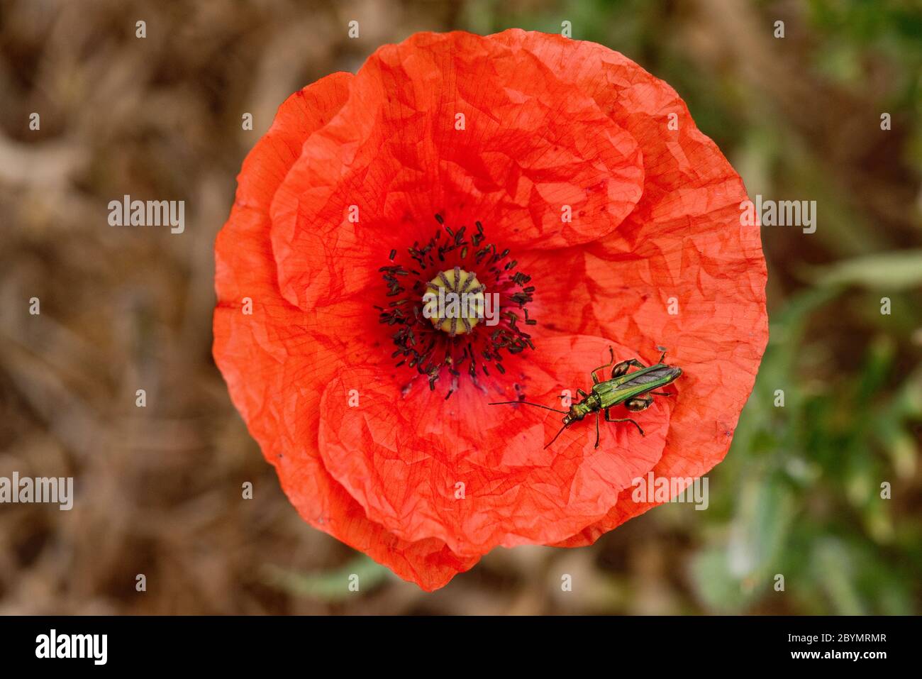 Escarabajo de flores de patas gruesas o hinchadas (Oedemera nobilis) escarabajo macho adulto sobre una flor roja de una amapola de cabeza larga (Papaver dubium) Foto de stock