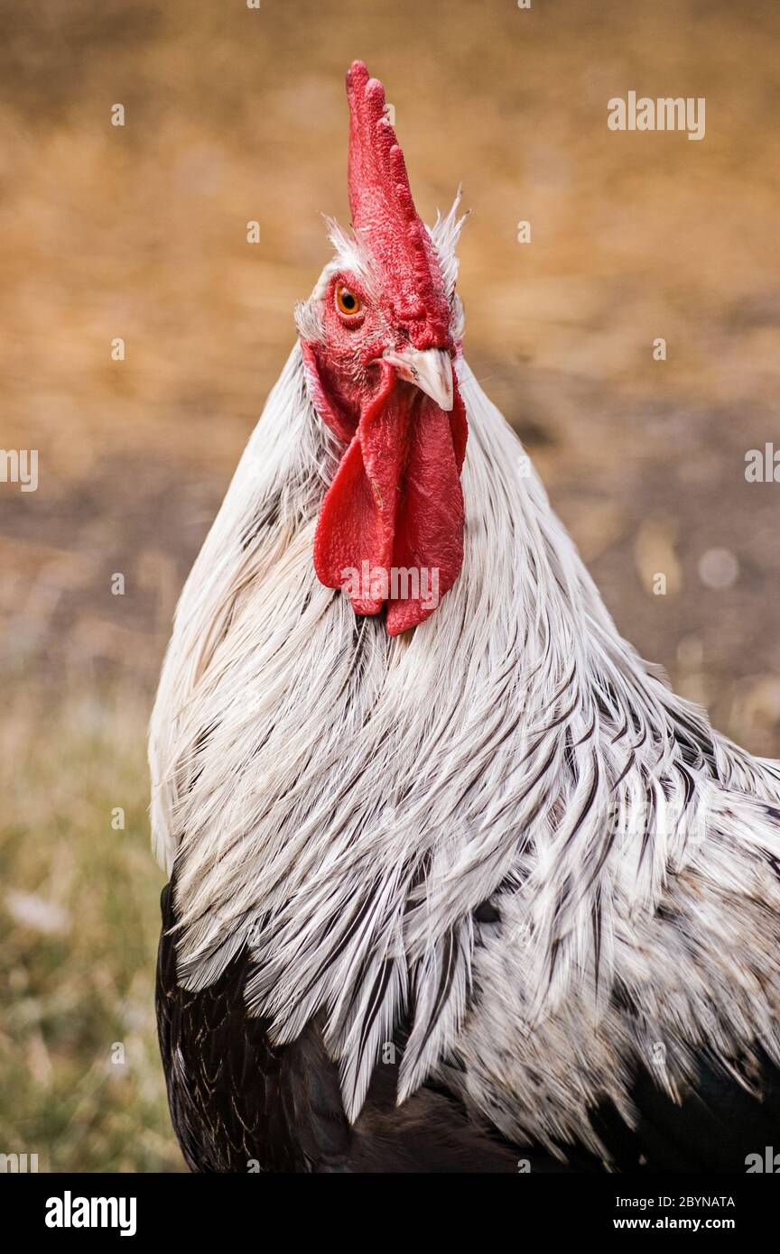 Un cacherel, o gallo, mirando directamente a la cámara. Foto de stock