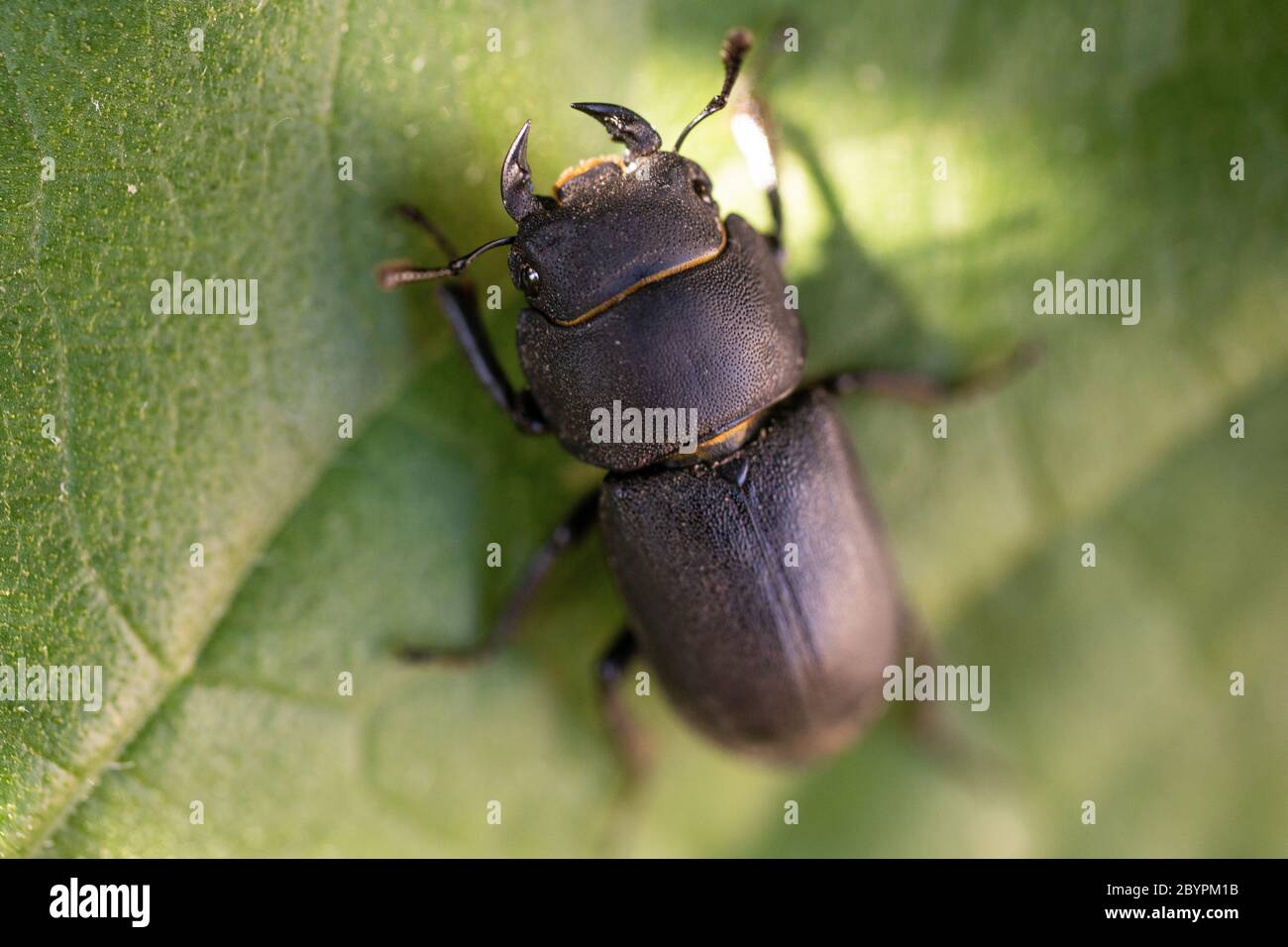 Escarabajo de jardín en una hoja Foto de stock
