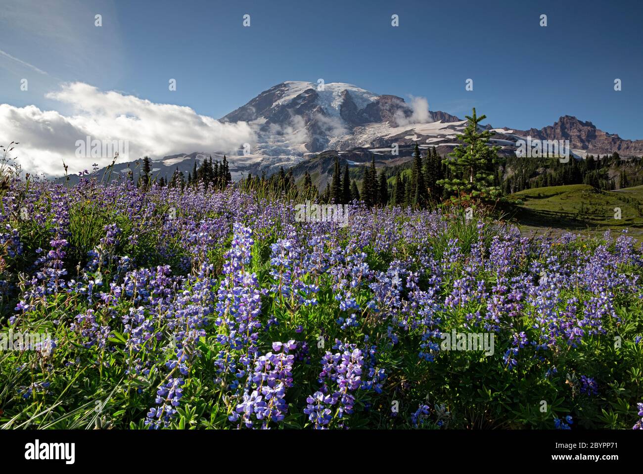 WA16592-00...WASHINGTON - campo de chocho floreciendo en Mazama Ridge en el Parque Nacional del Monte Rainier. Foto de stock