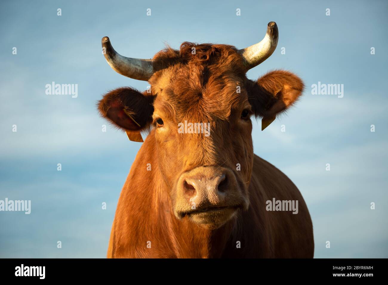 Retrato de una vaca marrón con cuernos contra el cielo, vista en un día soleado Foto de stock