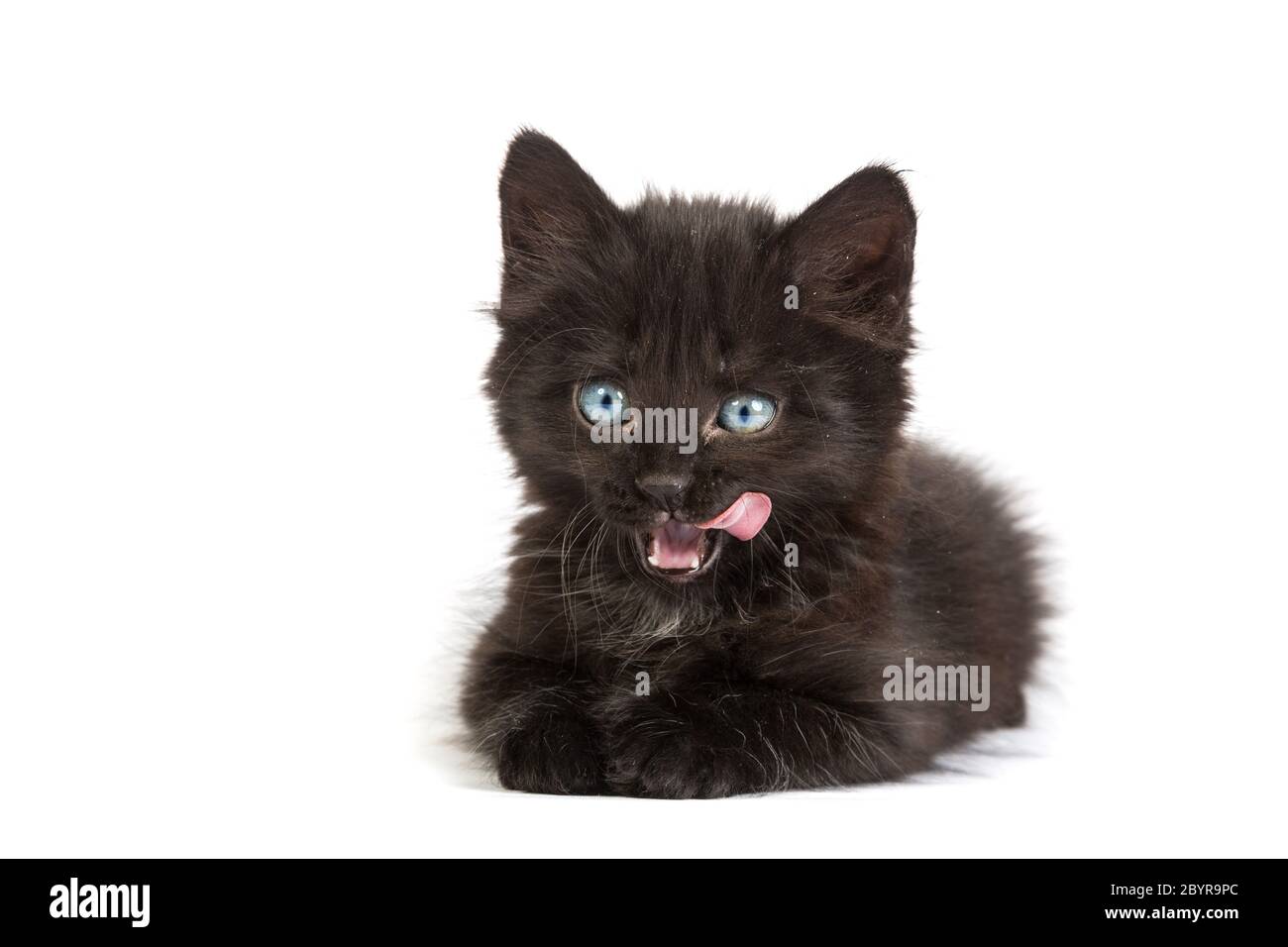Lindo gatito negro sobre un fondo blanco. Foto de stock