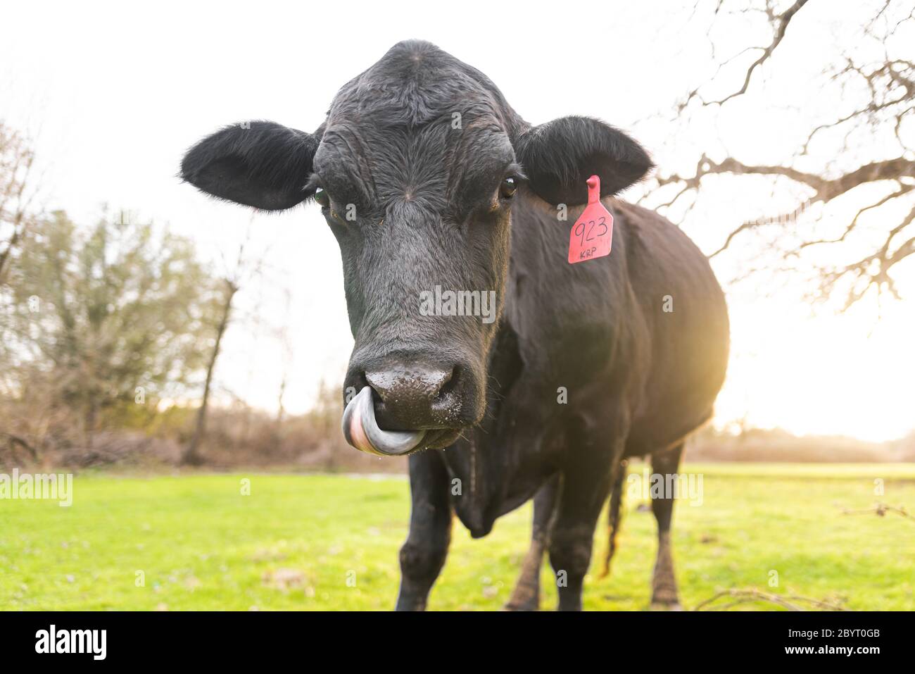 Cría en campo abierto de ganado angus negro para la producción de carne Foto de stock