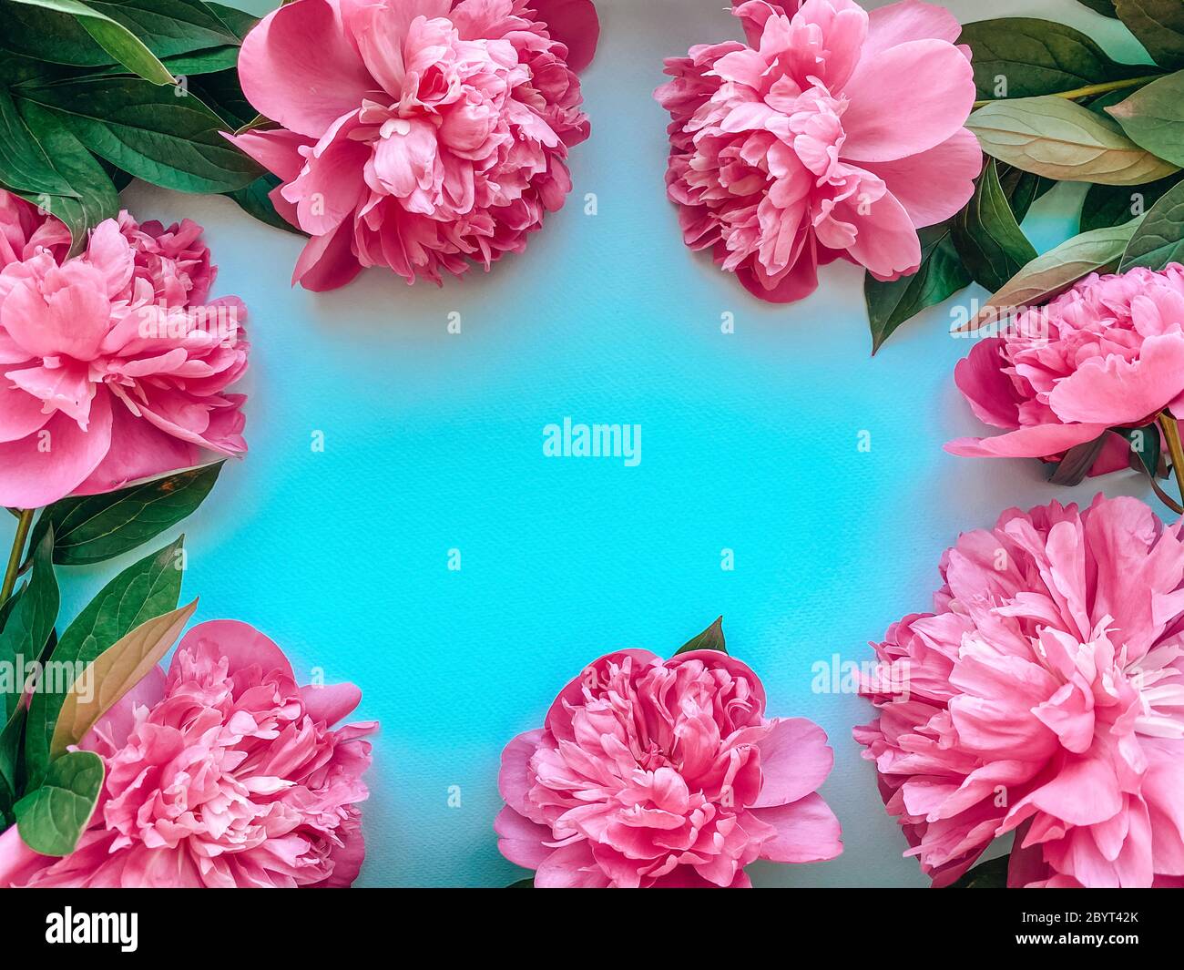 Plantilla de flores de peonías frescas rosadas sobre fondo azul. Fondo  floral natural para tus proyectos Fotografía de stock - Alamy