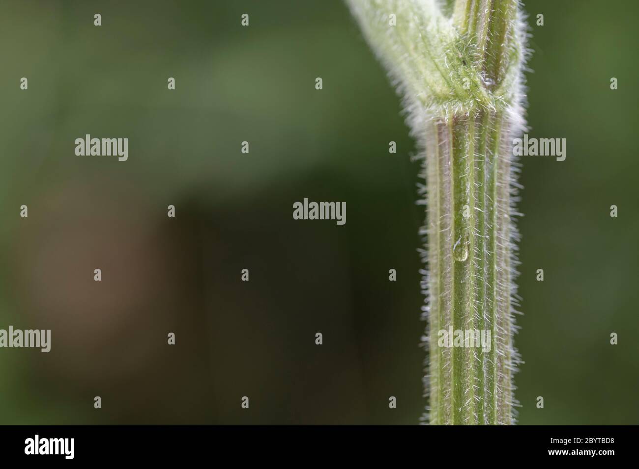 Macro primer plano de tallo peludo de Hogweed / Cow parsnip - Heracleum sphondylium en verano luz solar. La savia ampollas piel en el sol. Foto de stock