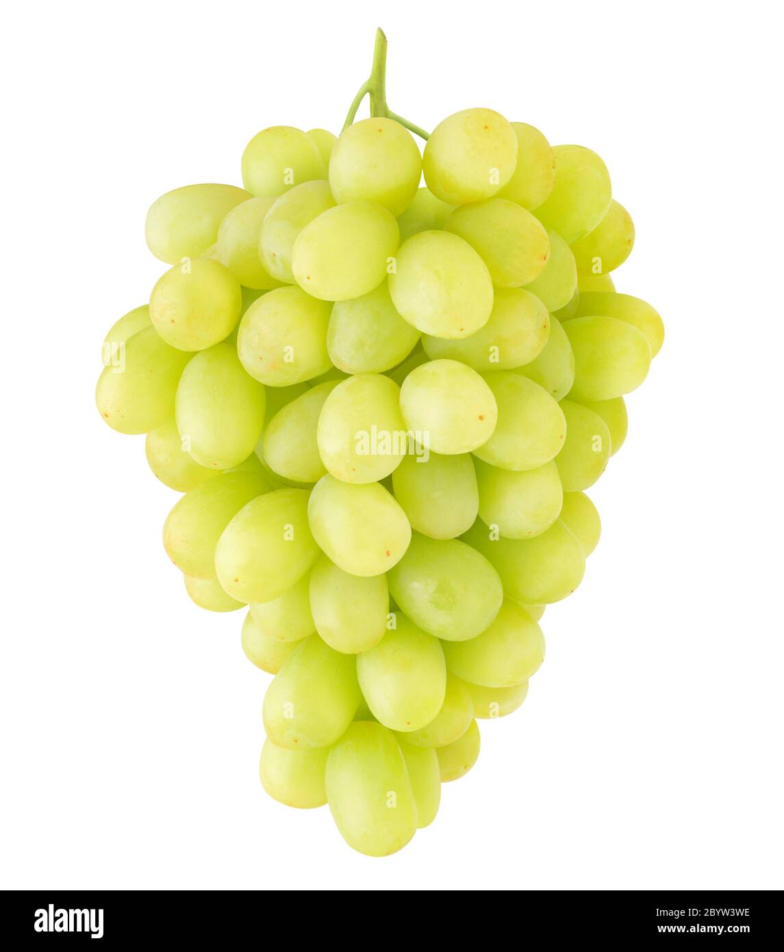Claster de Thompson uvas blancas de mesa colgando en un tallo aislado sobre fondo blanco Foto de stock