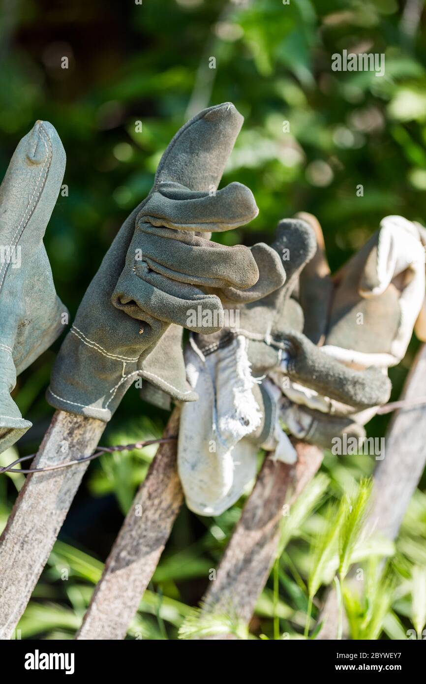 Guantes de trabajo mujer madura en el suelo bajo el rosal con jardín,  herramientas de jardinería de primavera Fotografía de stock - Alamy