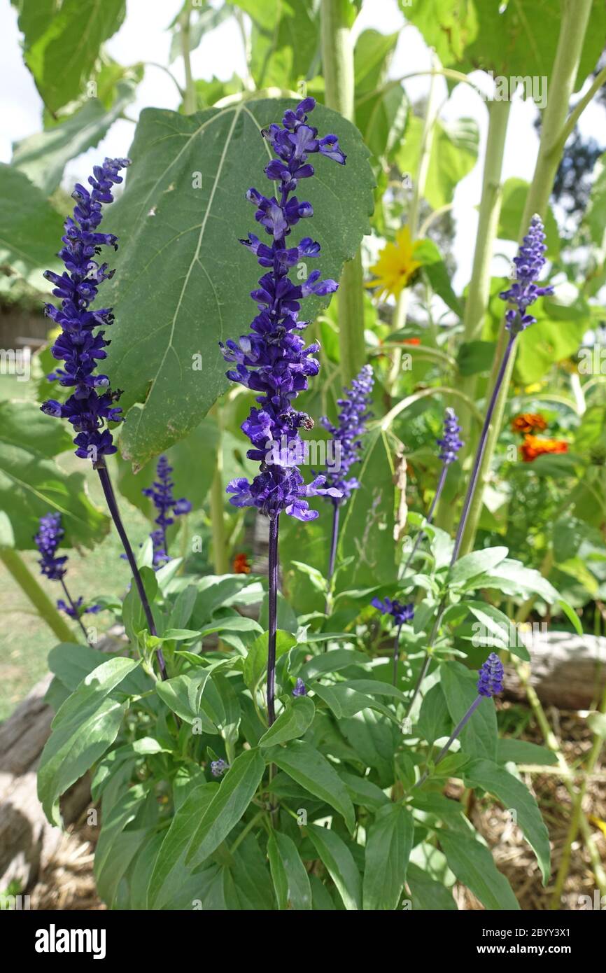 Planta de Salvia púrpura viva que se parece a la lavanda Fotografía de  stock - Alamy