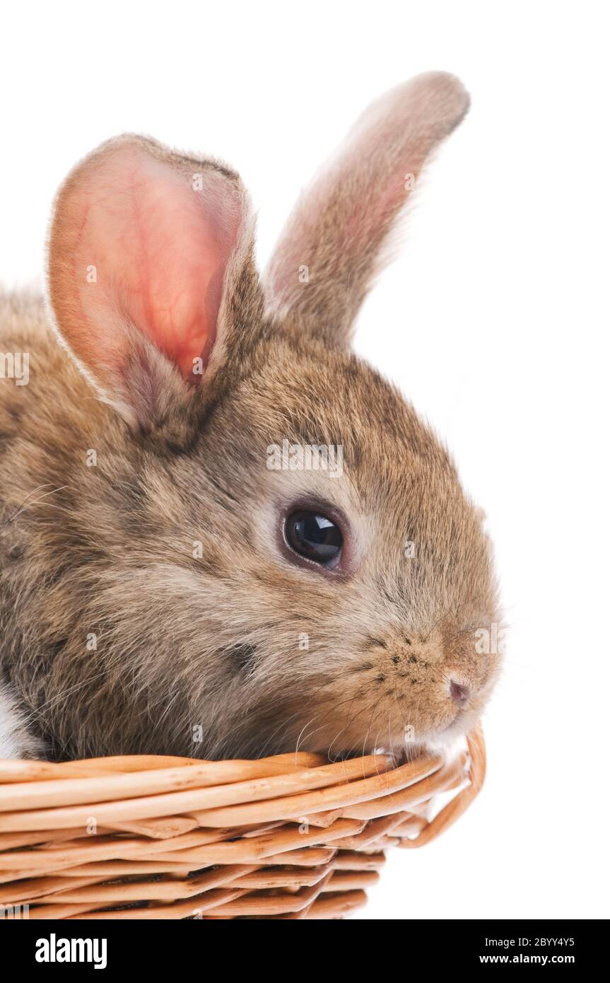 un conejo joven marrón Foto de stock
