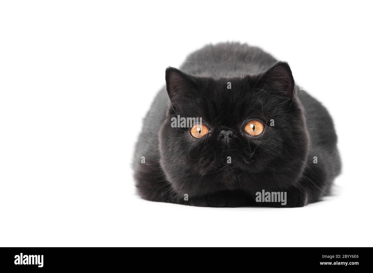 negro exótico shortair gato Fotografía de stock - Alamy