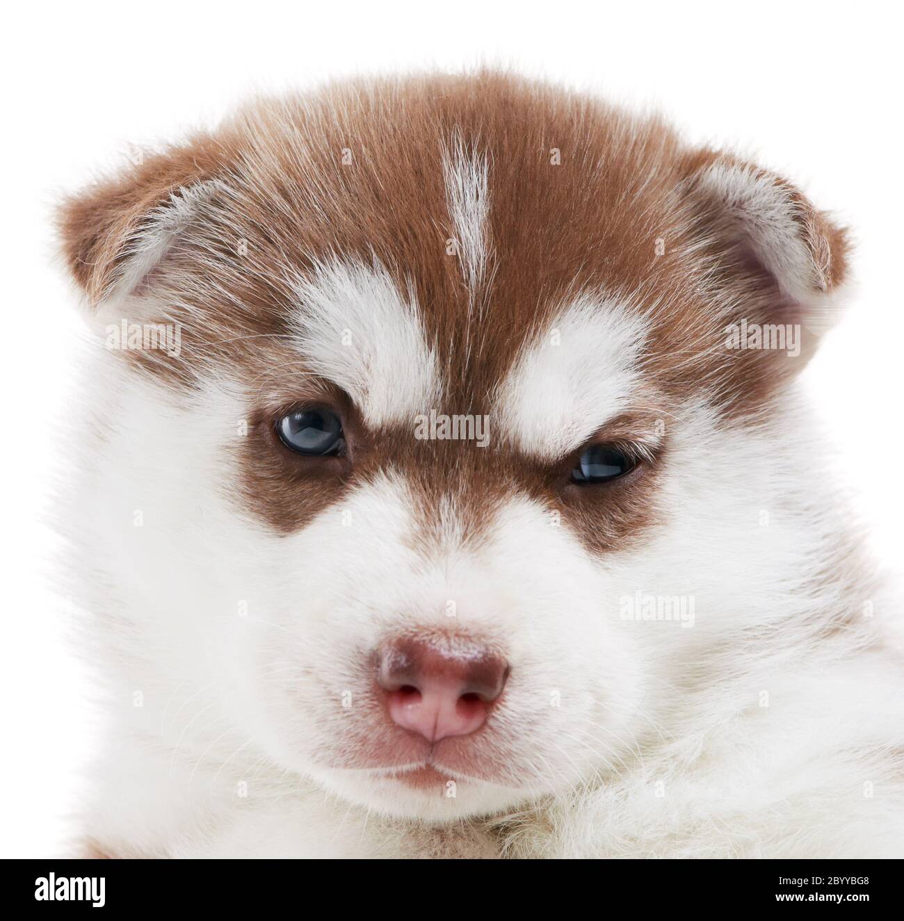 Un cachorro de husky siberiano aislado Foto de stock