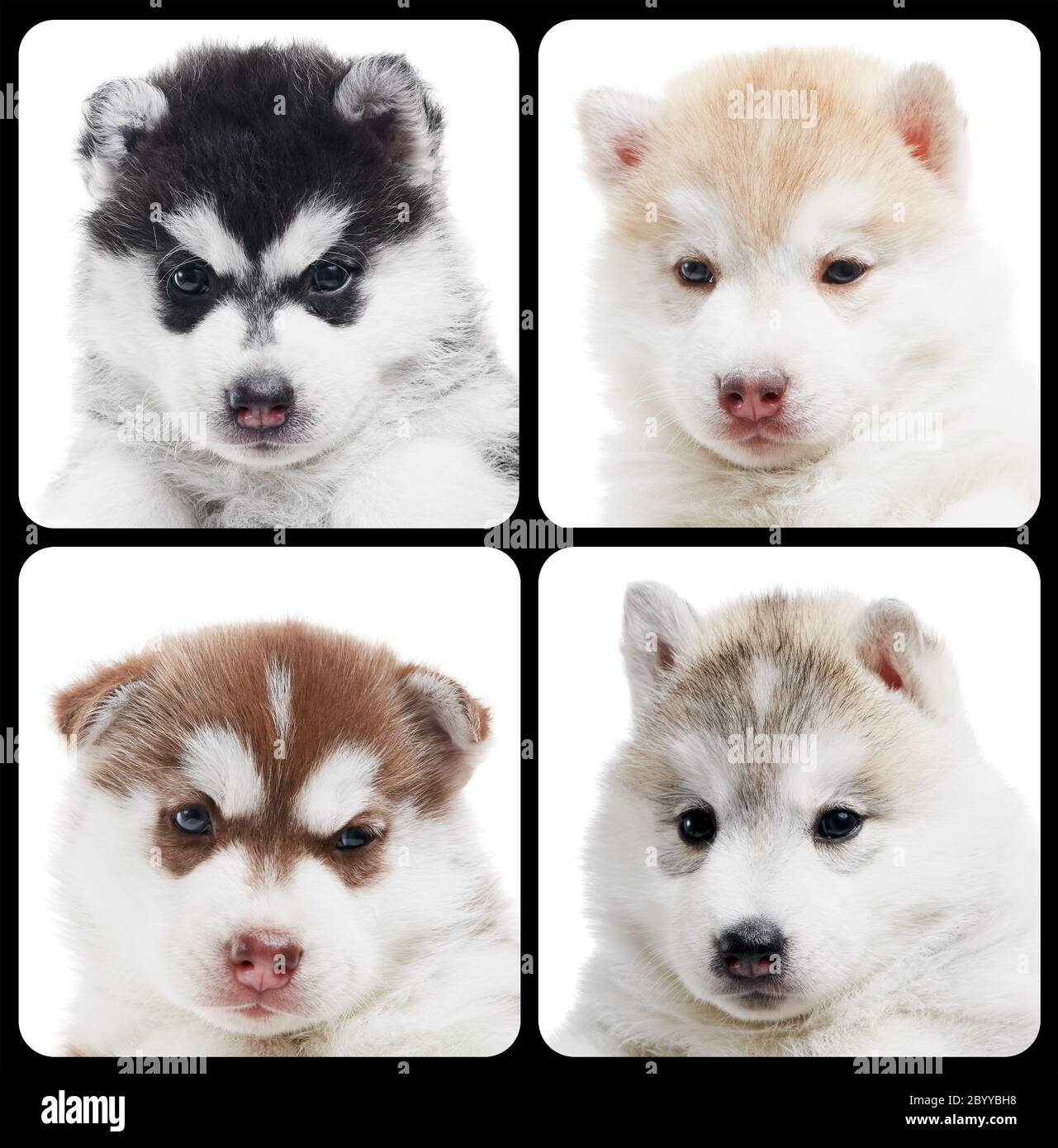 Conjunto de cachorro de cúscaras siberiano aislado Foto de stock