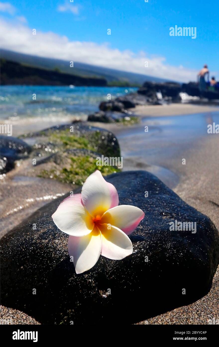 Vista panorámica con flores frangipani blancas en la piedra de lava negra en la playa del océano pacífico en una profundidad de campo poco profunda. Hawaii Big Island, Estados Unidos. Foto de stock