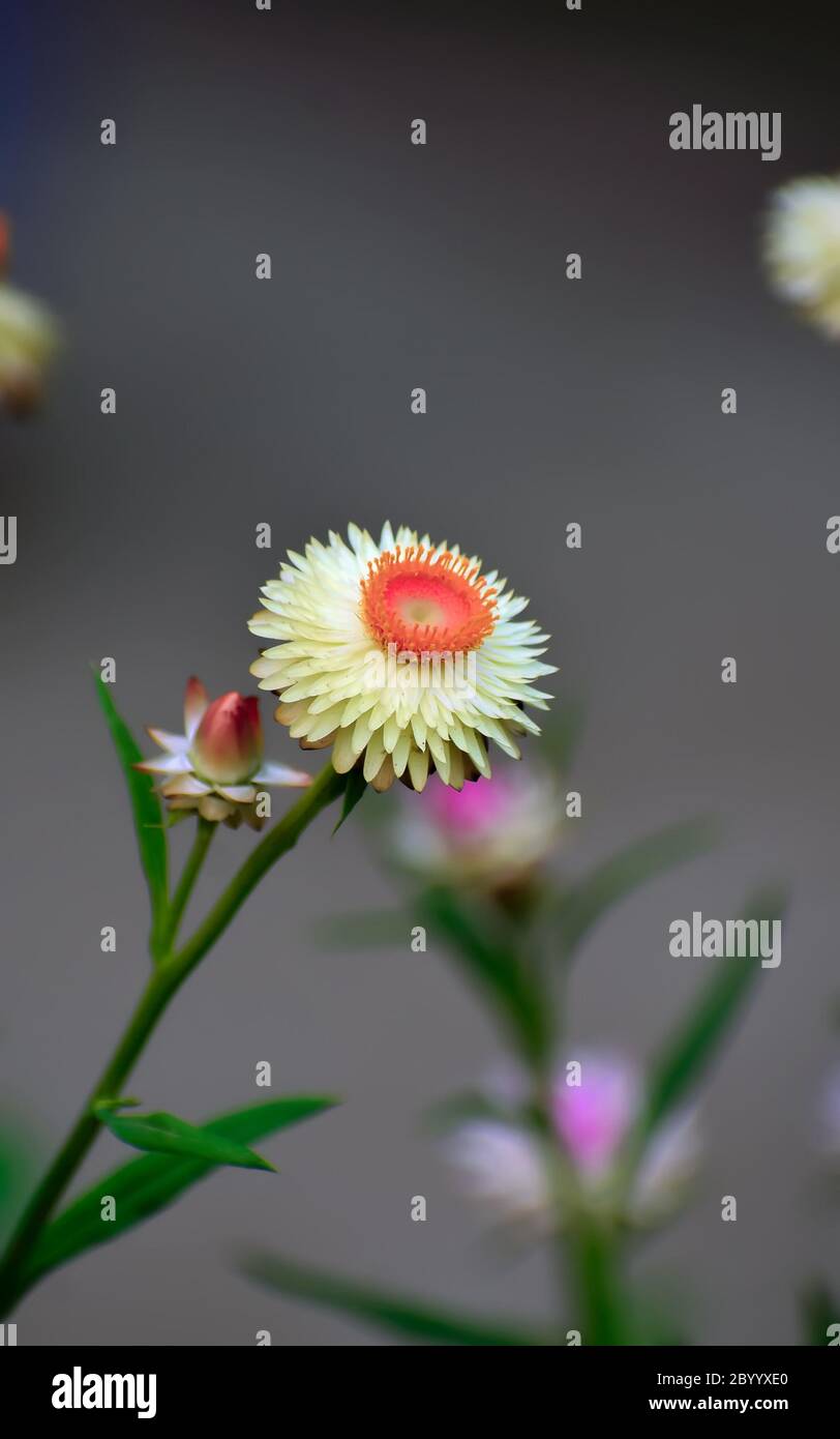 Daisy belnis perennis, cerca de una sola flor. Foto de stock