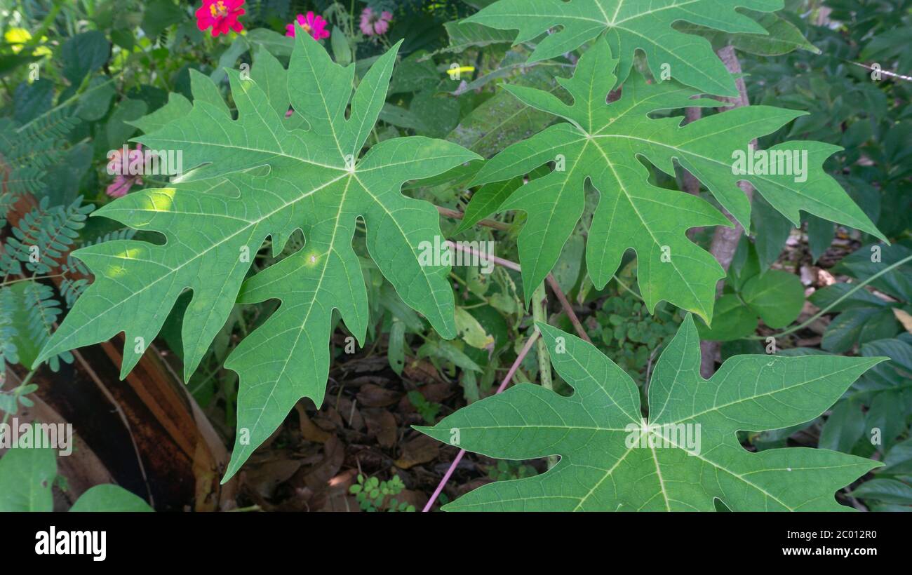 Forma natural más creativa de la hoja de papaya. Las hojas de papaya