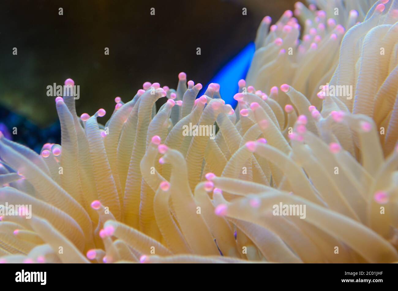 Anémonas, organismo del mar. Foto de stock