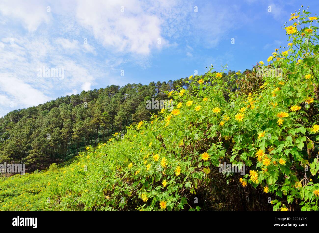 Naturaleza escénica Doi Mae Uko montaña Foto de stock