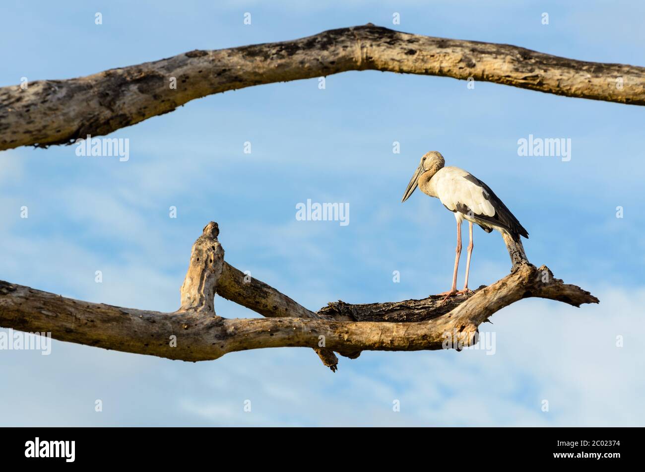 Asia Openbill (Anastomus oscitans) ave blanca de pie sola Foto de stock