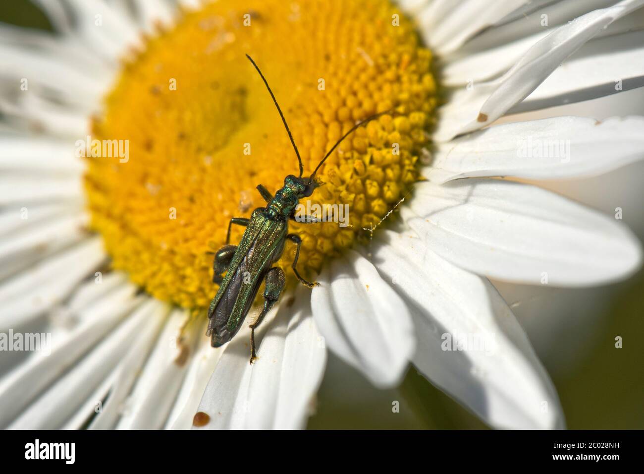 Escarabajo de flores de patas gruesas o hinchadas (Oedemera nobilis) escarabajo macho adulto sobre flores amarillas y blancas de la margarita de ojo de buey Foto de stock