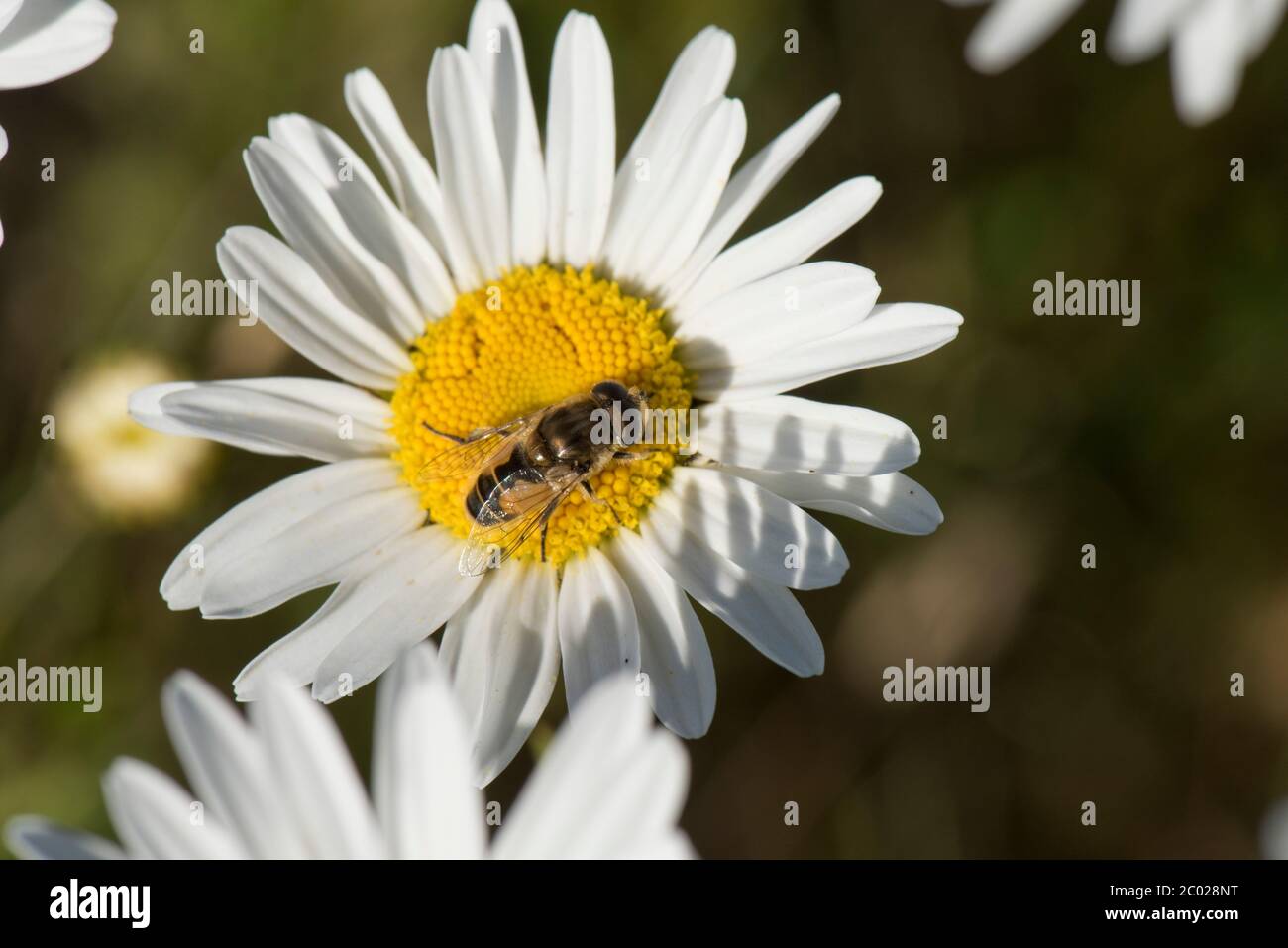 Una mosca de drone o una mosca de lifle (Eristalis arbustorum) visitando una margarita de ojo de buey (Leucanthemum vulgare) flor, Berkshire, mayo Foto de stock