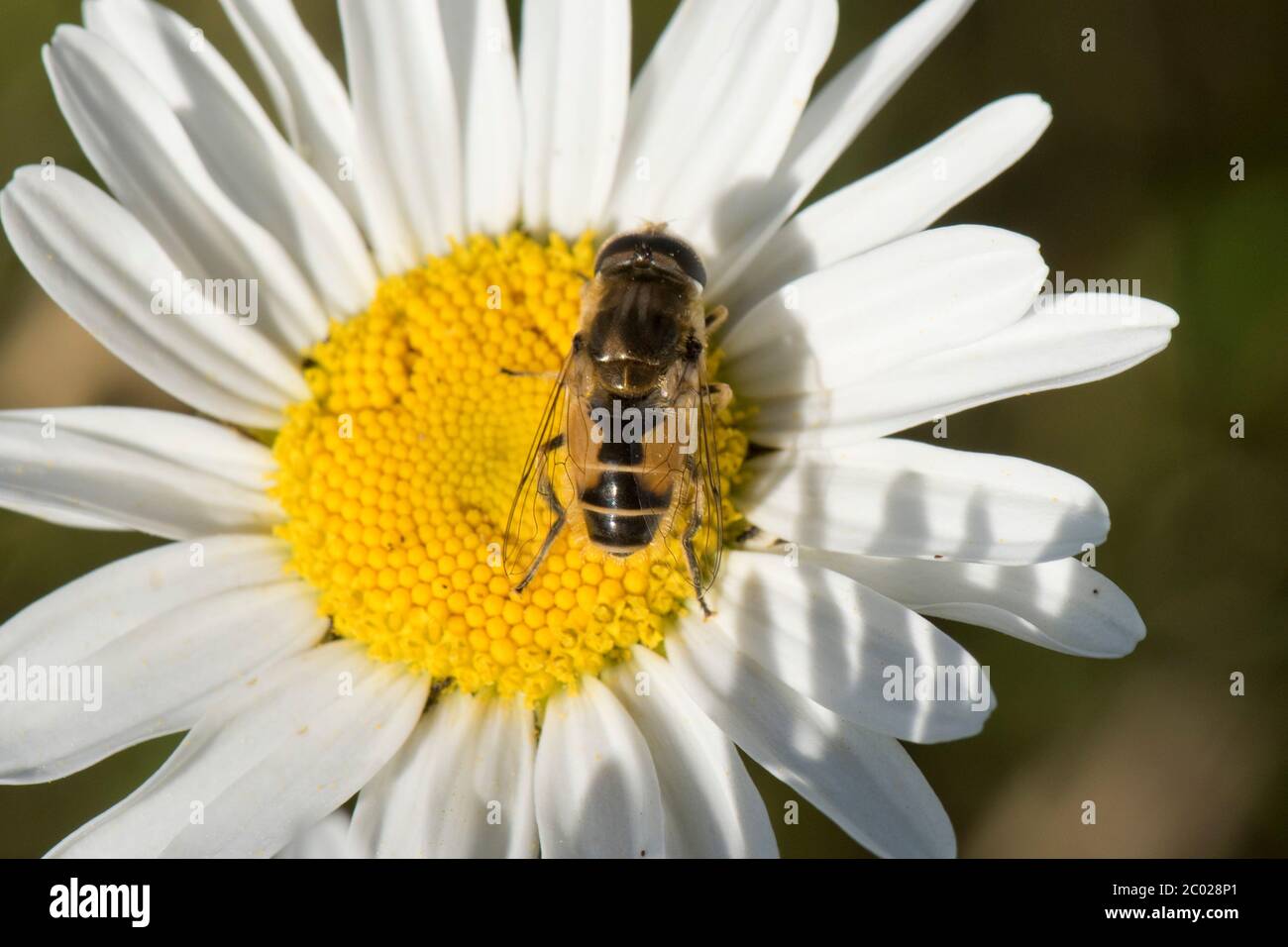 Una mosca de drone o una mosca de lifle (Eristalis arbustorum) visitando una margarita de ojo de buey (Leucanthemum vulgare) flor, Berkshire, mayo Foto de stock
