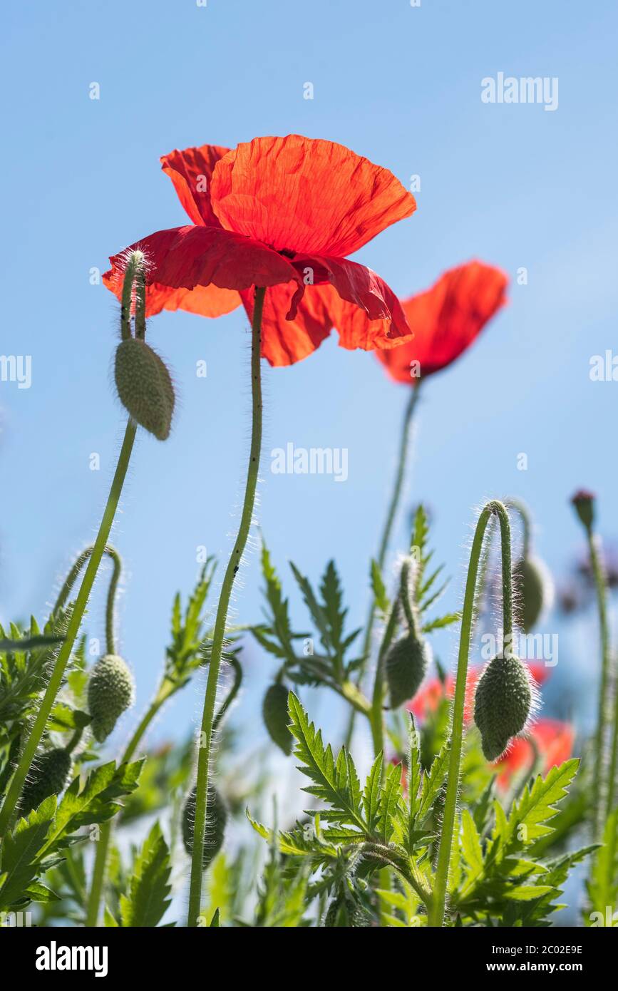 amapolas naranjas orientales