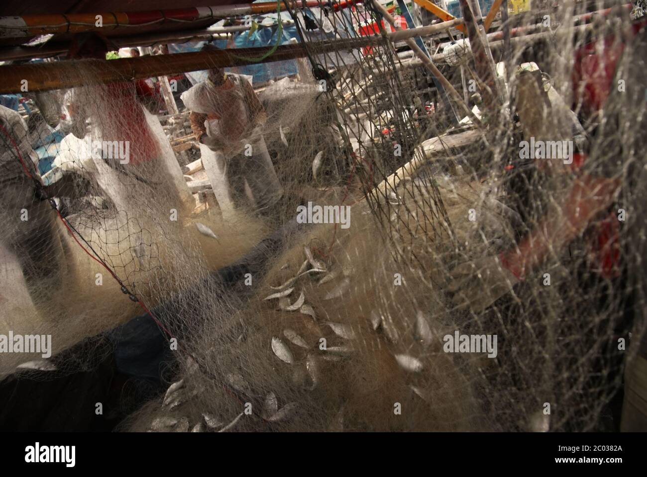 Pescadores que recogen los peces capturados en una red de arrastre en un barco atracado en el puerto pesquero comunitario de Cilincing, Yakarta septentrional, Indonesia. Foto de stock