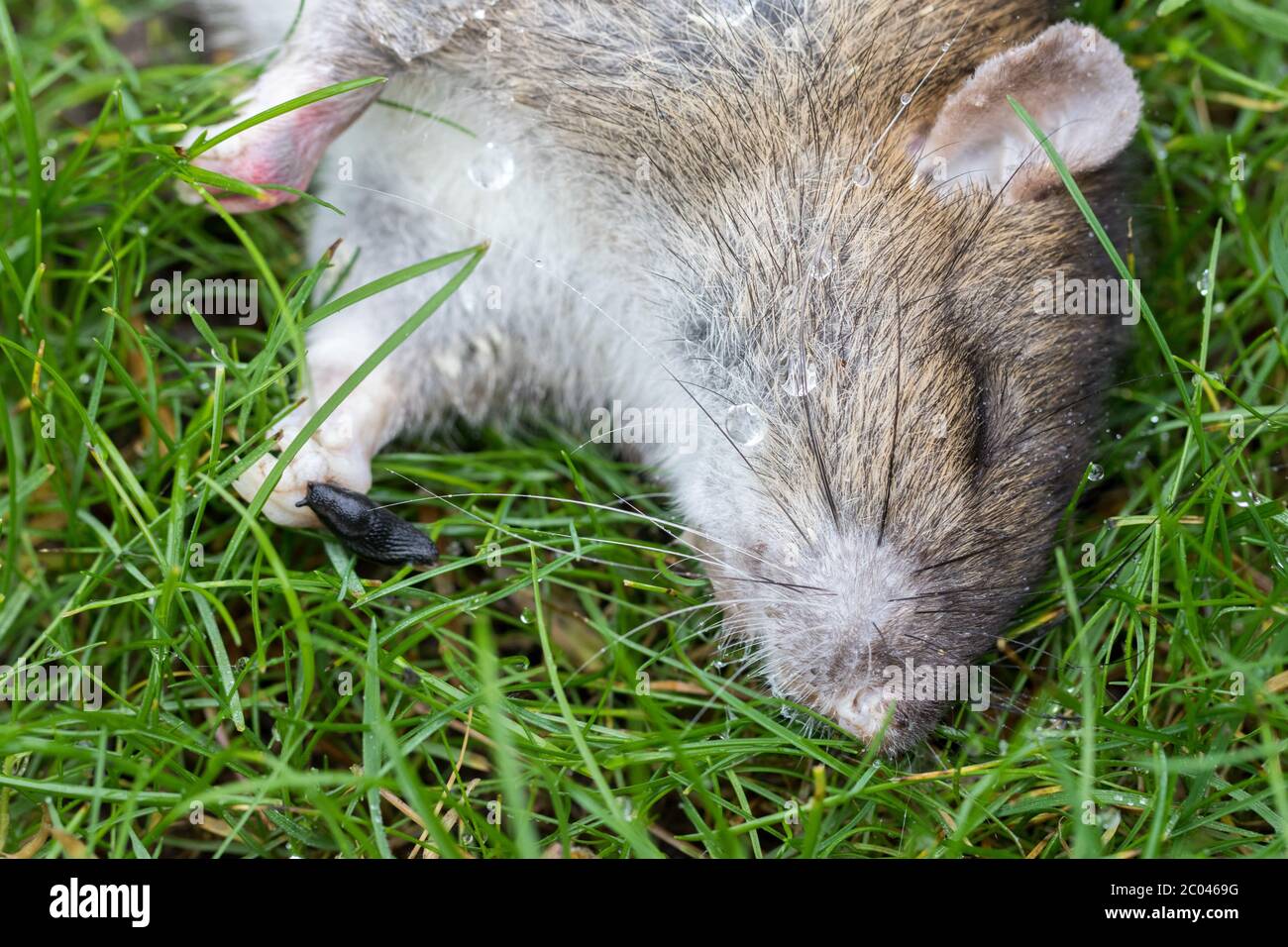 Rata envenenada muerta con una pequeña babosa negra. Primer plano de la cadena alimentaria. Rata muerta. Rata marrón envenenada acostada en el césped del jardín. Cuerpo de roedores de plagas en la hierba. Foto de stock