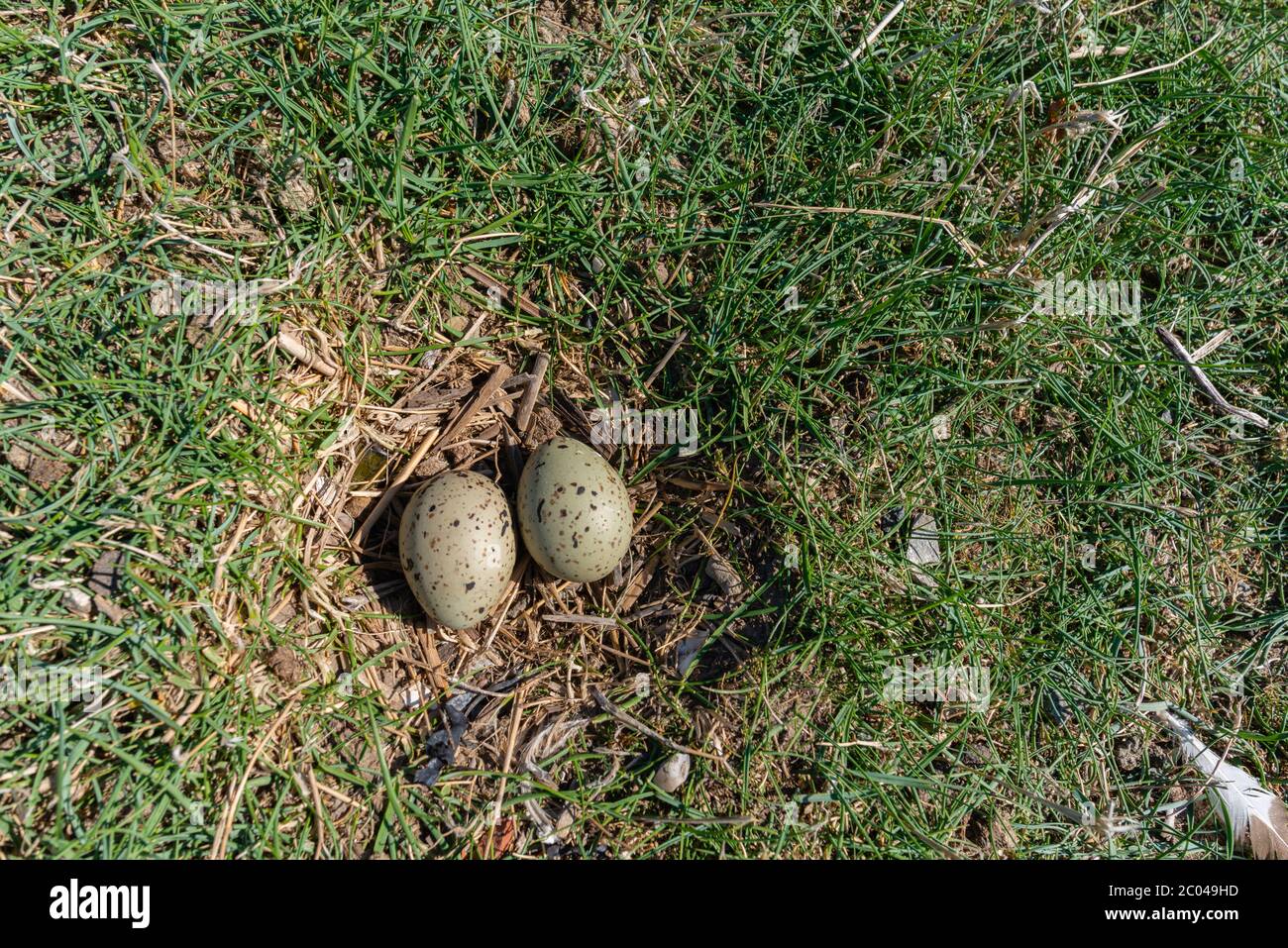 Dos huevos en un ave marina´s anidan en las marismas, isla del Mar del Norte de Neuwerk , estado federal de Hamburgo, Alemania del Norte, Europa, Patrimonio de la Humanidad de la Unesco Foto de stock