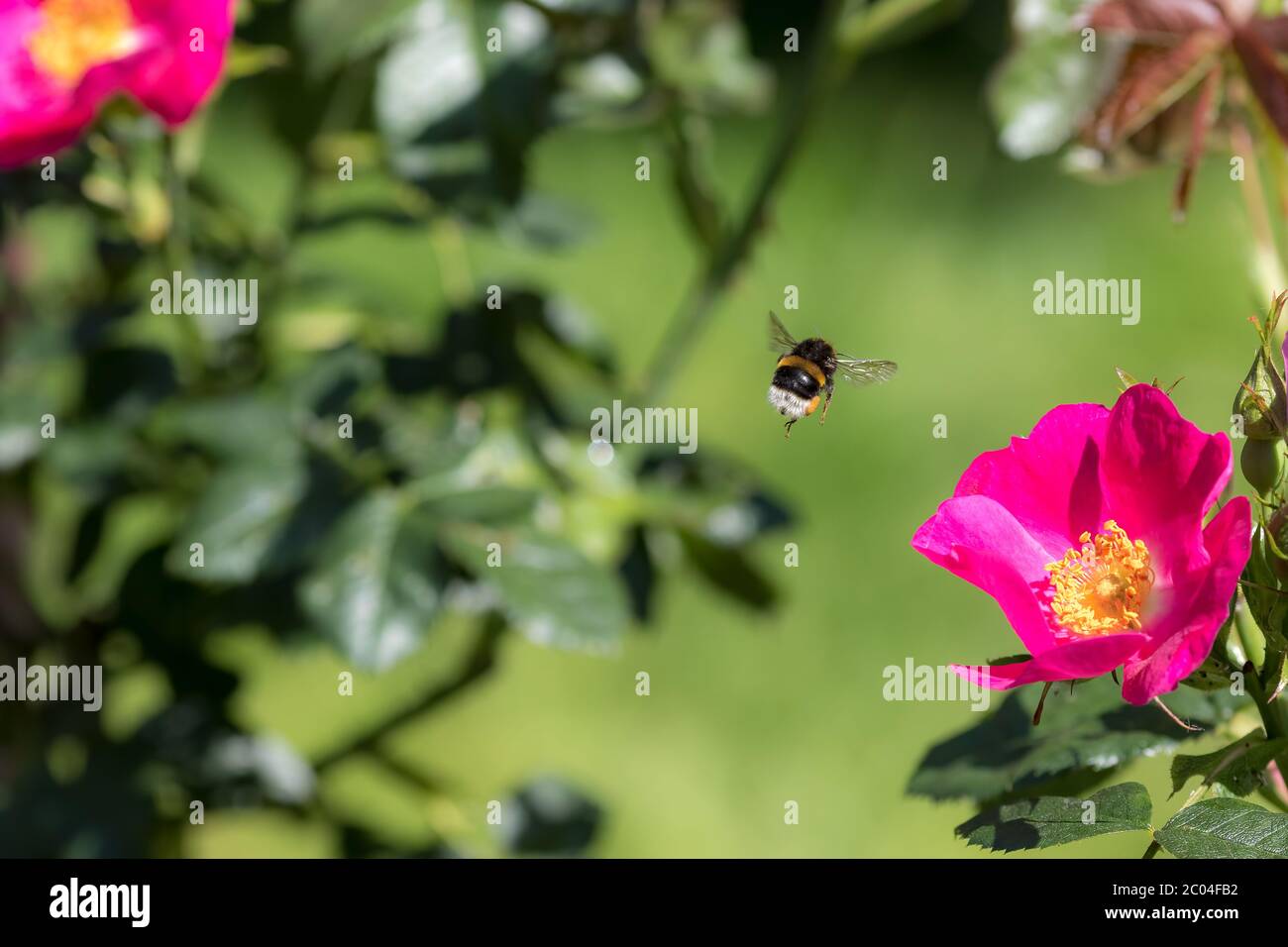 Polinización de abejas. Insecto de Bumblebee volando a una flor de rosa de jardín en primavera o verano. Abeja que se asomaba a mitad del aire por encima de los pétalos de color rosa caliente y el estambre amarillo Foto de stock