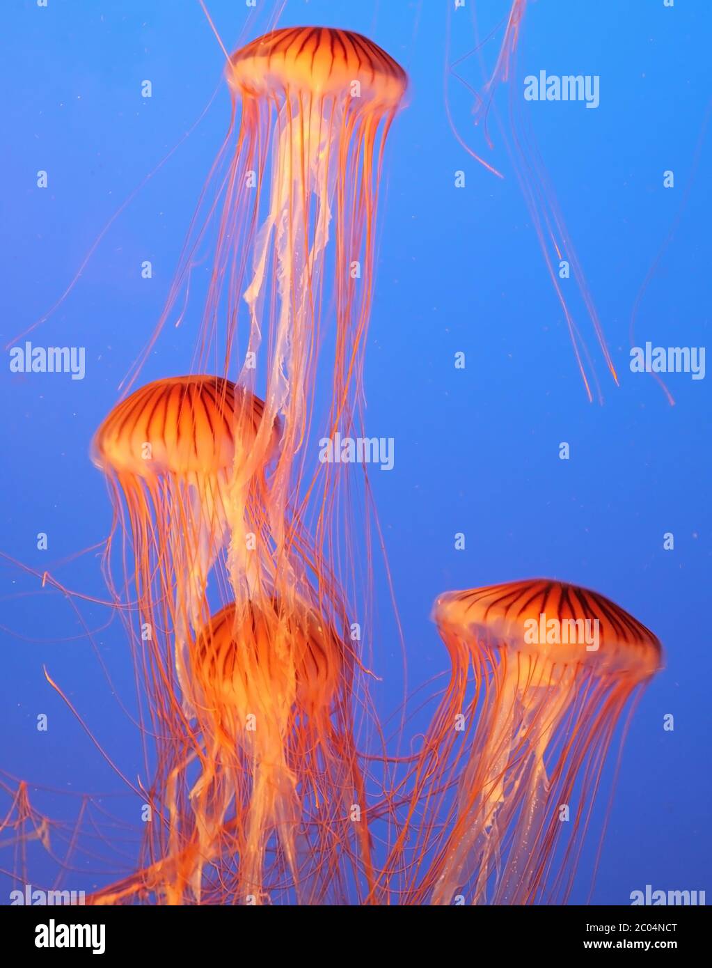 Cuatro medusas con tentáculos finos Foto de stock