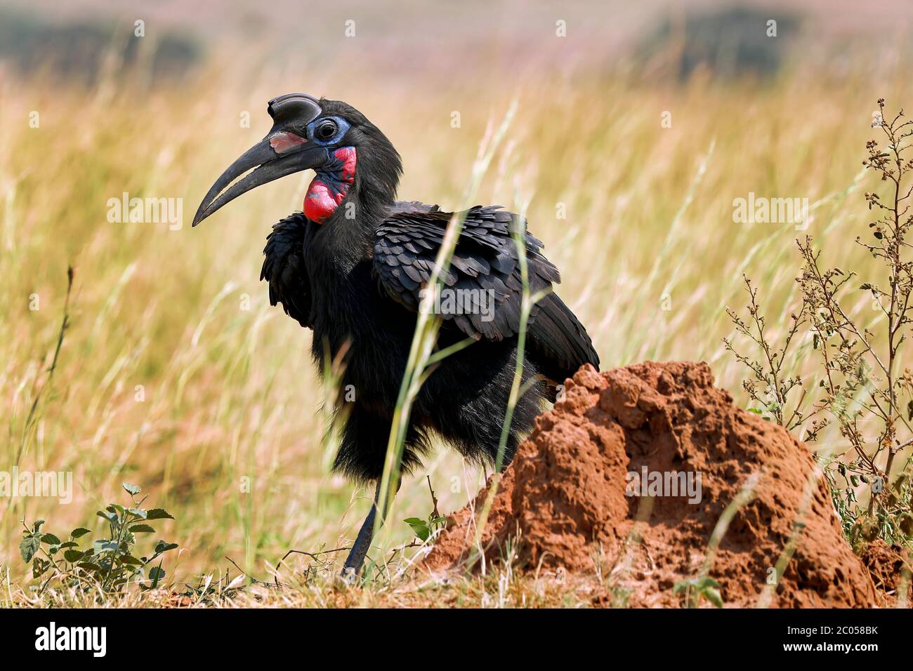 Pico de caballo terrestre del norte, Parque Nacional Murchison Falls Uganda (Bu Foto de stock