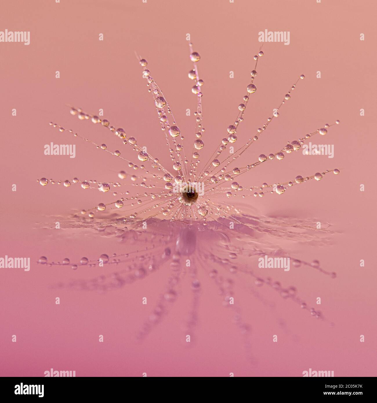 Reloj de diente de león y finas gotas de agua que se reflejan en el agua Foto de stock