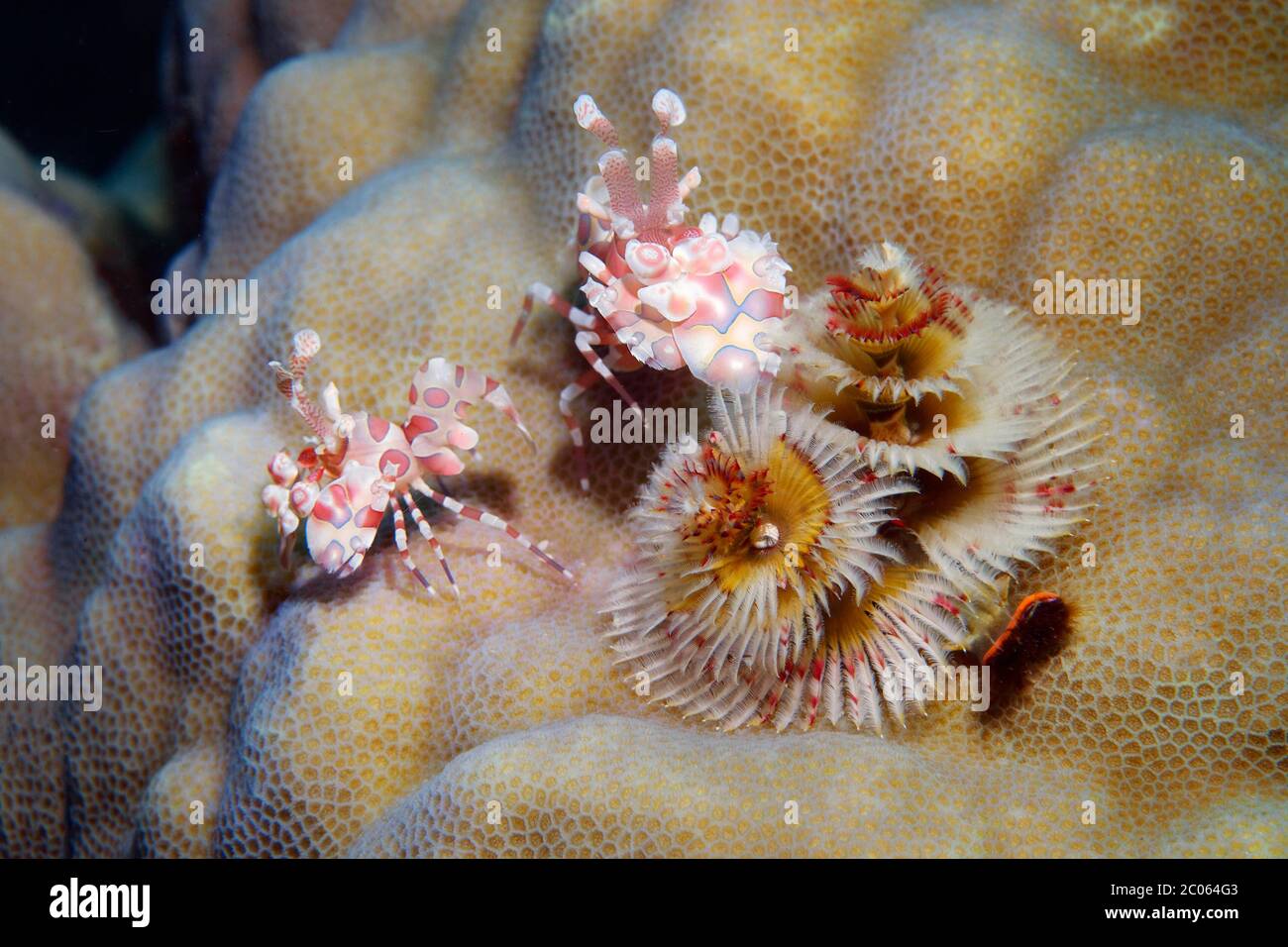 Dos camarones arlequinos (Hymenocera picta) frente al gusano de árbol de Navidad (Spirobranchus giganteus) Gran Barrera de Coral, Mar de Coral, Océano Pacífico, Australia Foto de stock