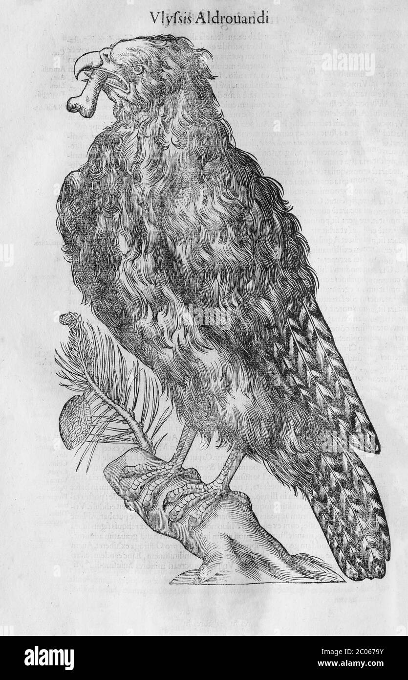 Águila (Ostrifraga) con hueso en pico, ilustración de madera, hecha de: Ornithologiae hoc est de avibus Historiae Libri XII por Ulysses Aldrovandi Foto de stock