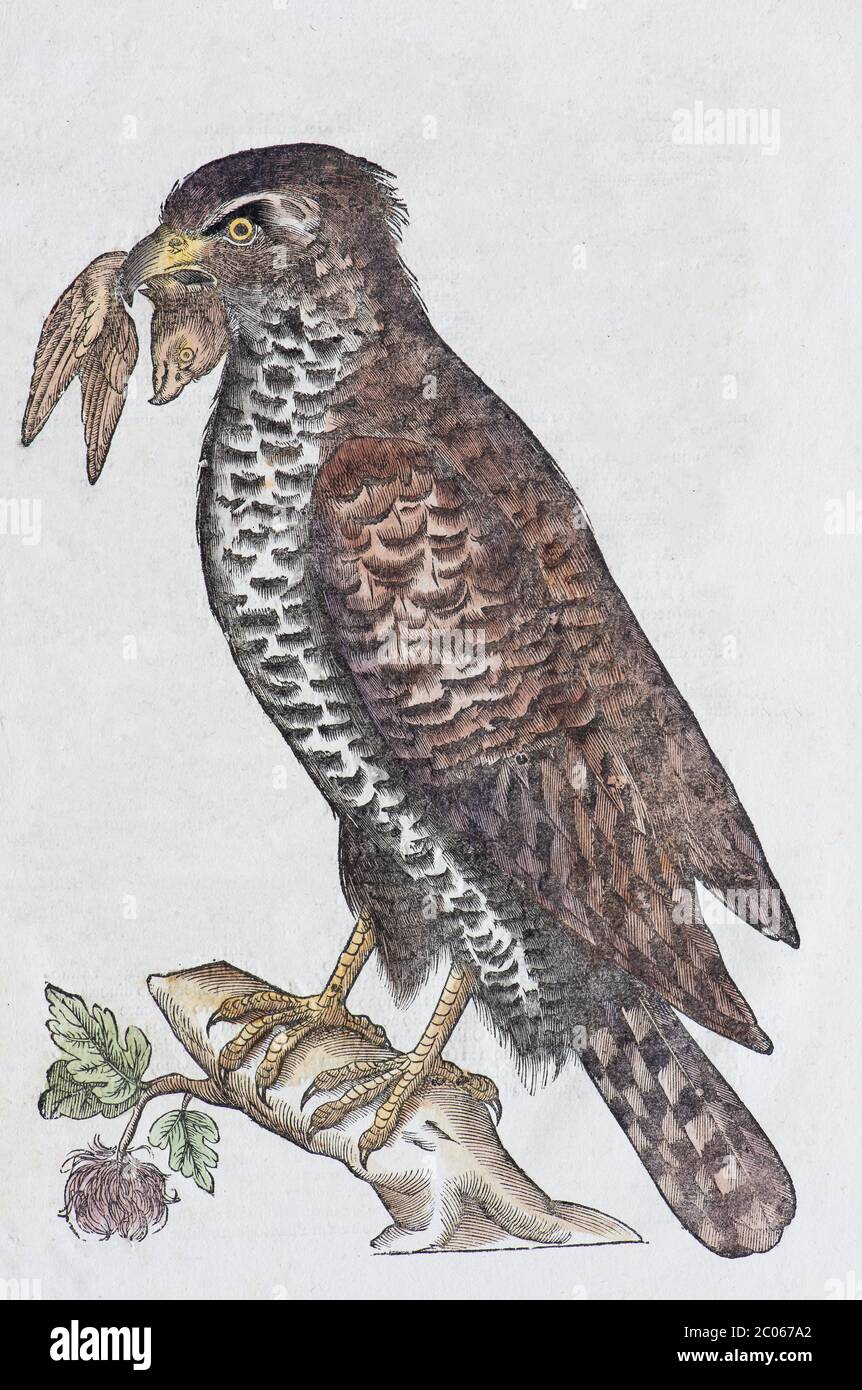 Merlin (Falco columbarius), ilustración de madera de color a mano: Ornithologiae hoc est de avibus Historiae Libri XII de Ulises Aldrovandi Foto de stock