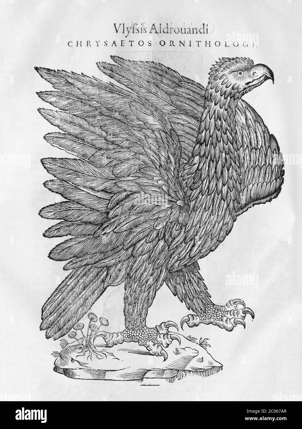Águila dorada (Aquila chrysaetos), ilustración de madera: Ornithologiae hoc est de avibus Historiae Libri XII por Ulysses Aldrovandi (1522-1603) Foto de stock
