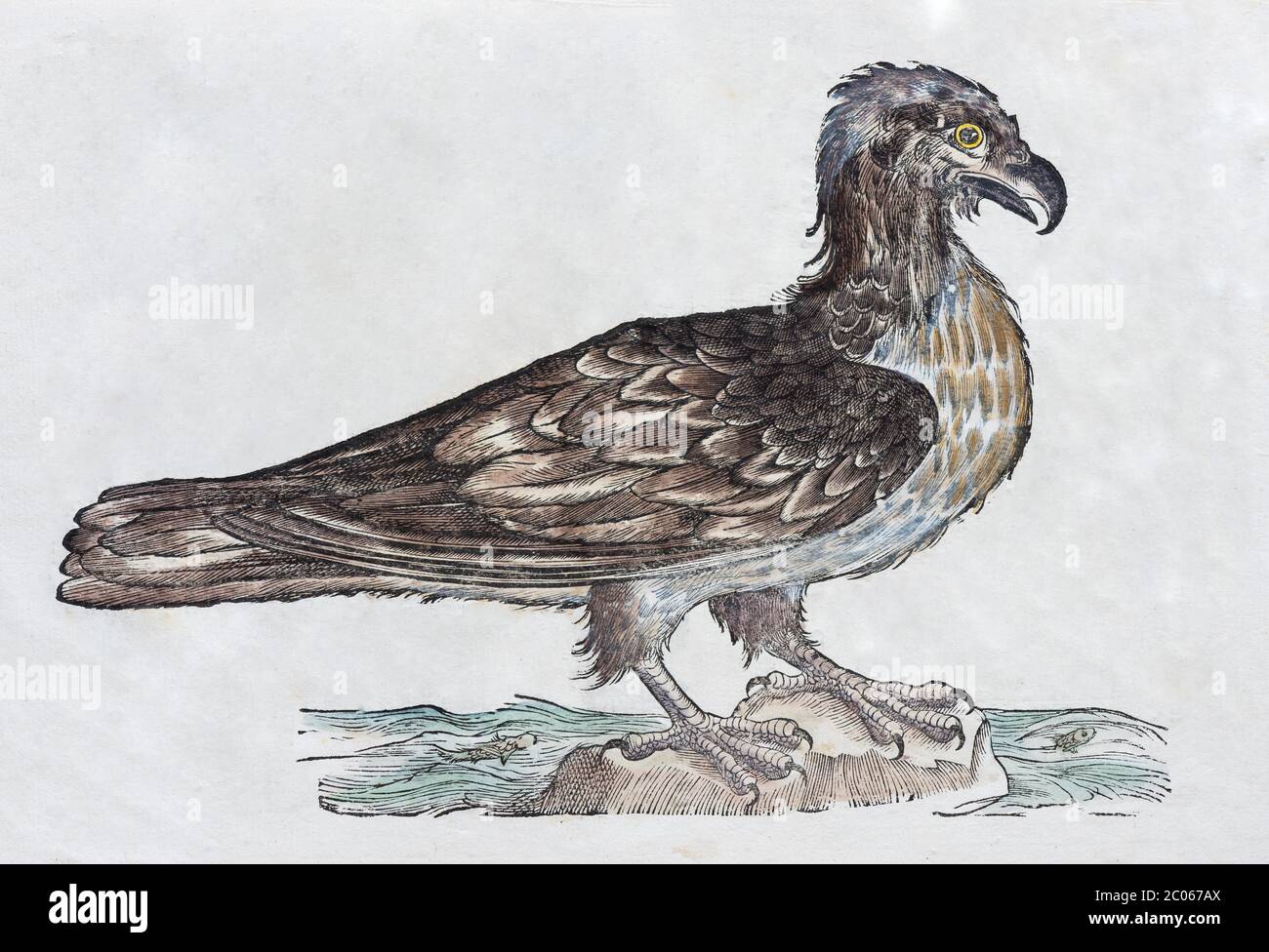 Águila de cola blanca (Haliaeetus), ilustración de madera de color a mano: Ornithologiae hoc est de avibus Historiae Libri XII de Ulises Aldrovandi Foto de stock