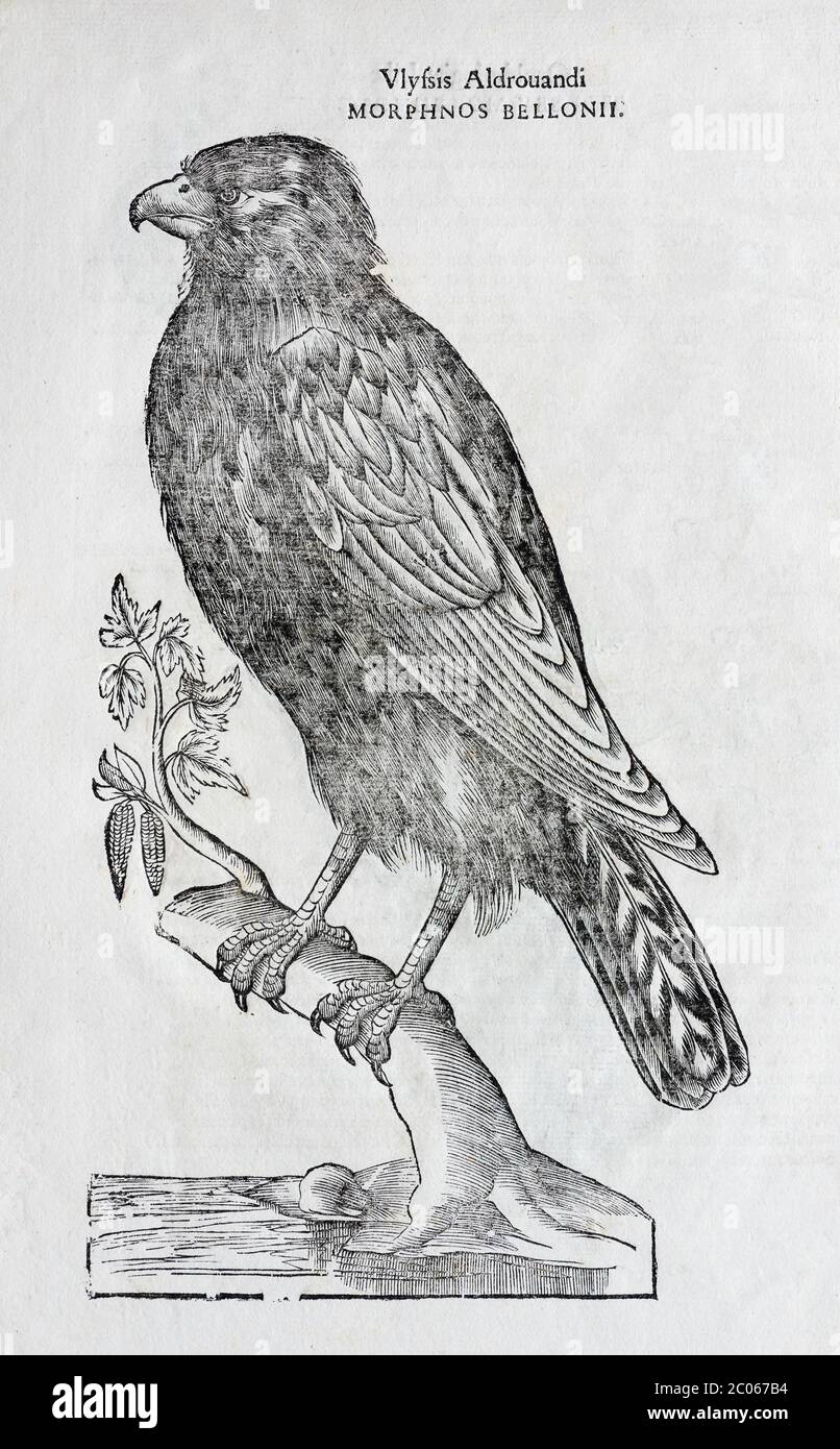 Águila manchado (clanga clanga), ilustración de madera: Ornithologiae hoc est de avibus Historiae Libri XII por Ulysses Aldrovandi (1522-1603) Foto de stock