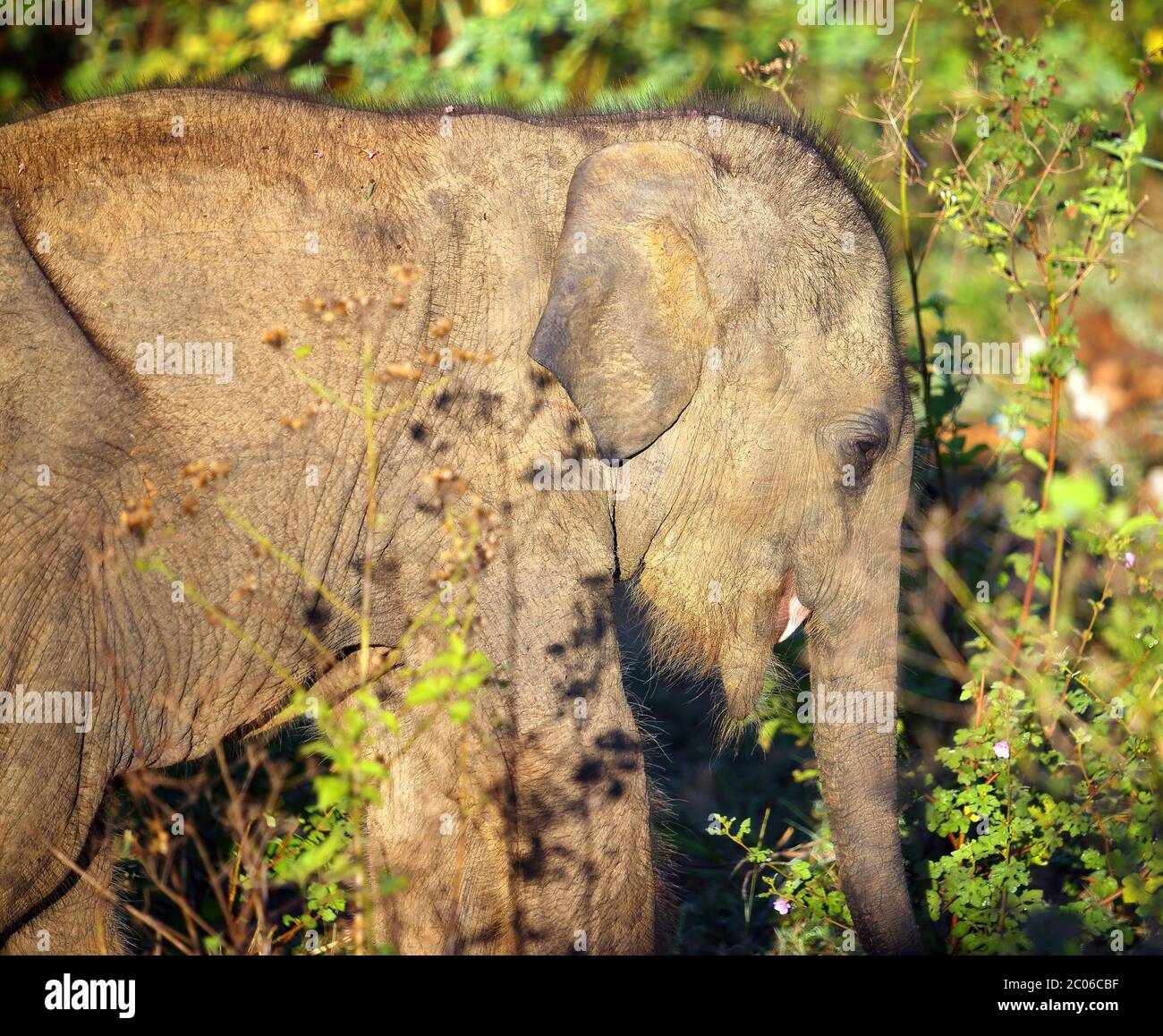 Pequeño bebé elefante indio Foto de stock