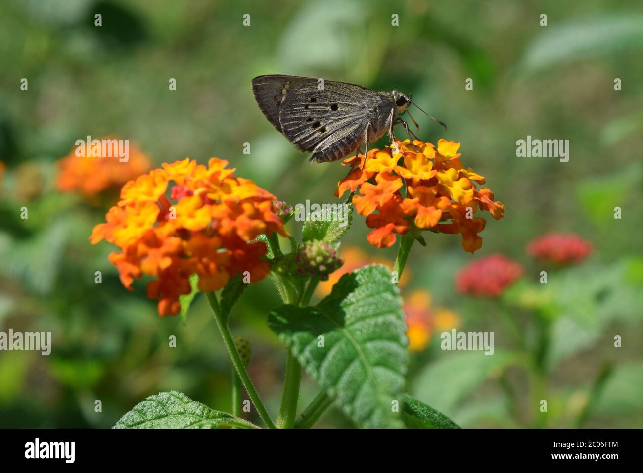 Mariposa en la flor Lantana Camara Foto de stock