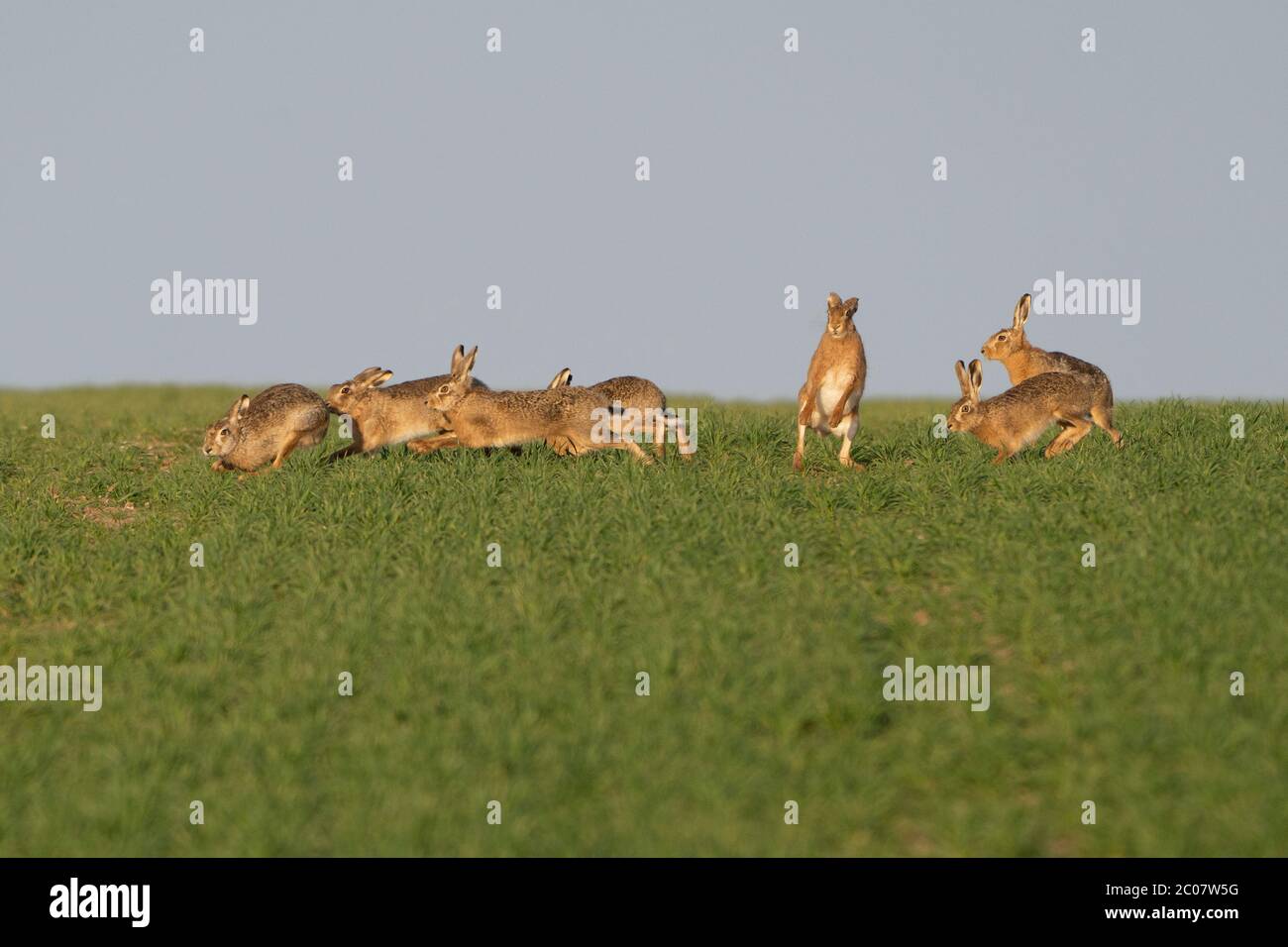 Brown Hares- Lepus europaeus jugar. Primavera Foto de stock