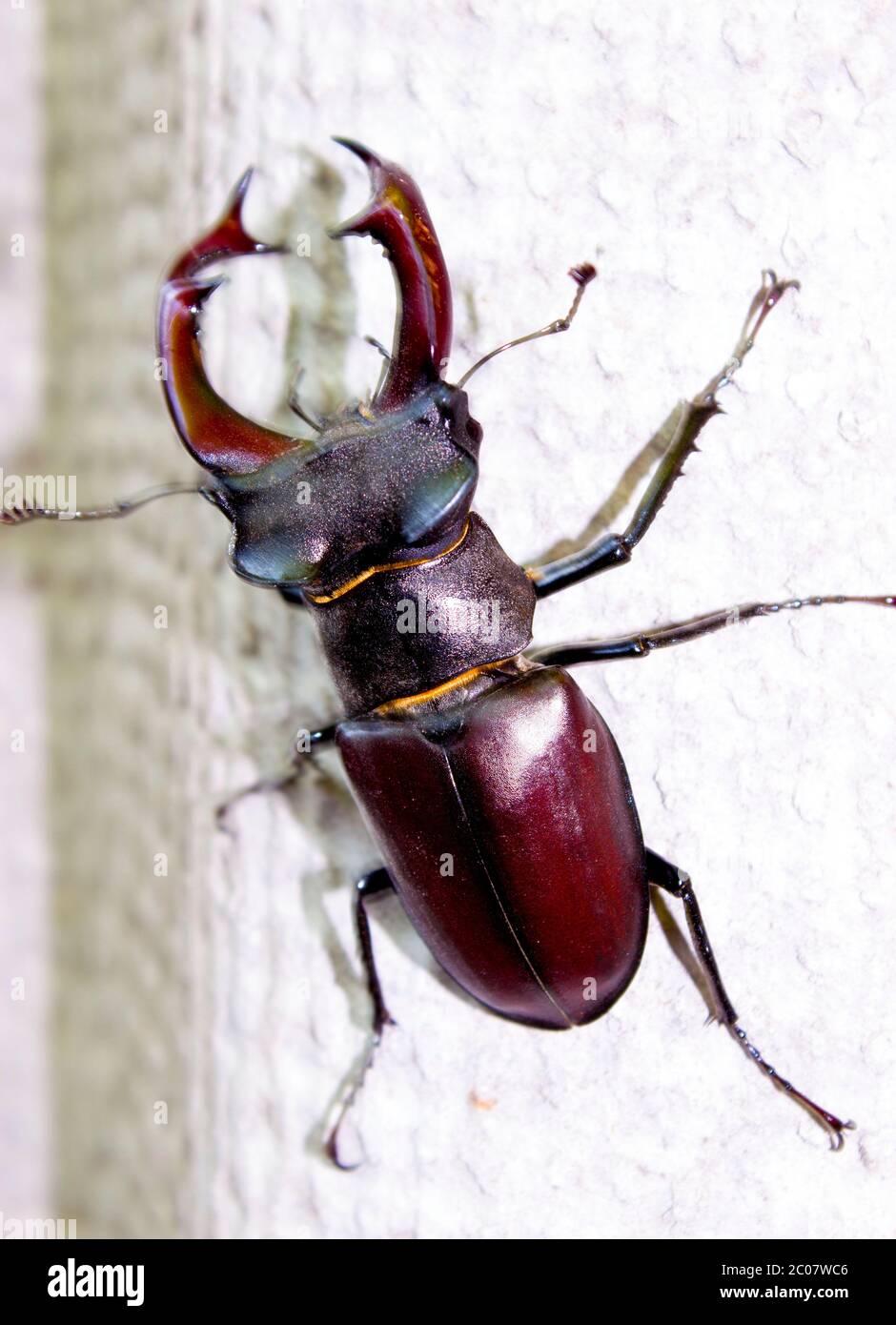 Escarabajo de ciervo (Lucanus cervus). Uno de los escarabajos más grandes del planeta. El tamaño puede alcanzar 4-5 pulgadas. Esta especie de escarabajo está protegida por la ley en muchos Foto de stock