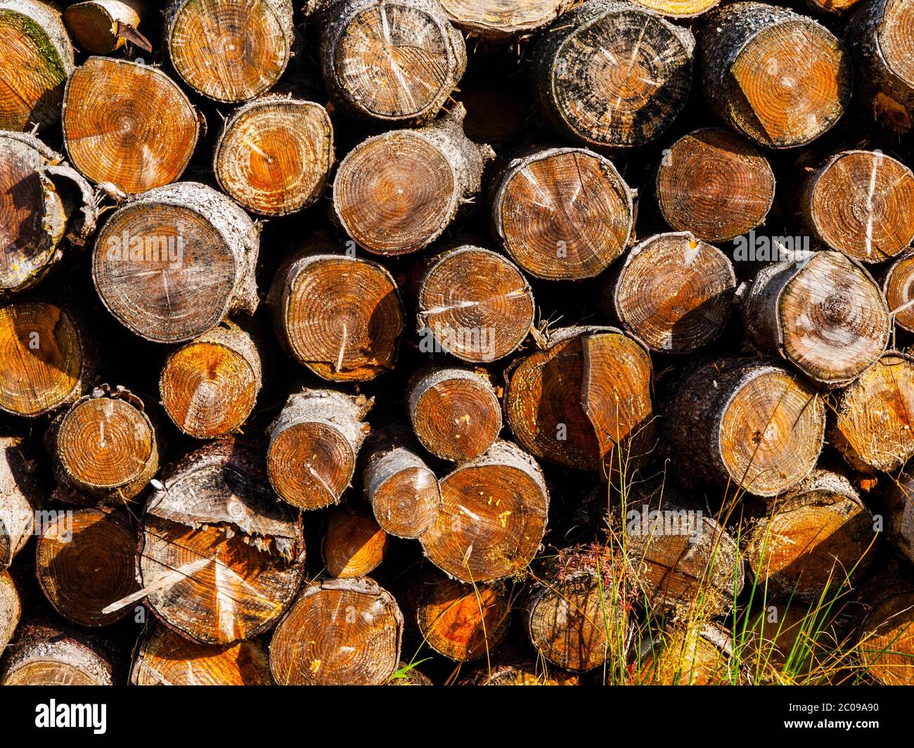 Pila de madera cortada preparada para el invierno Foto de stock