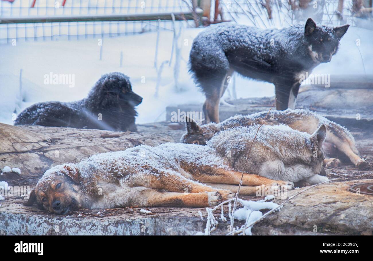 Los perros sin hogar en invierno Foto de stock