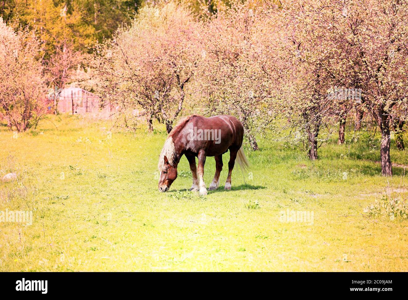 Hermosos caballos Foto de stock