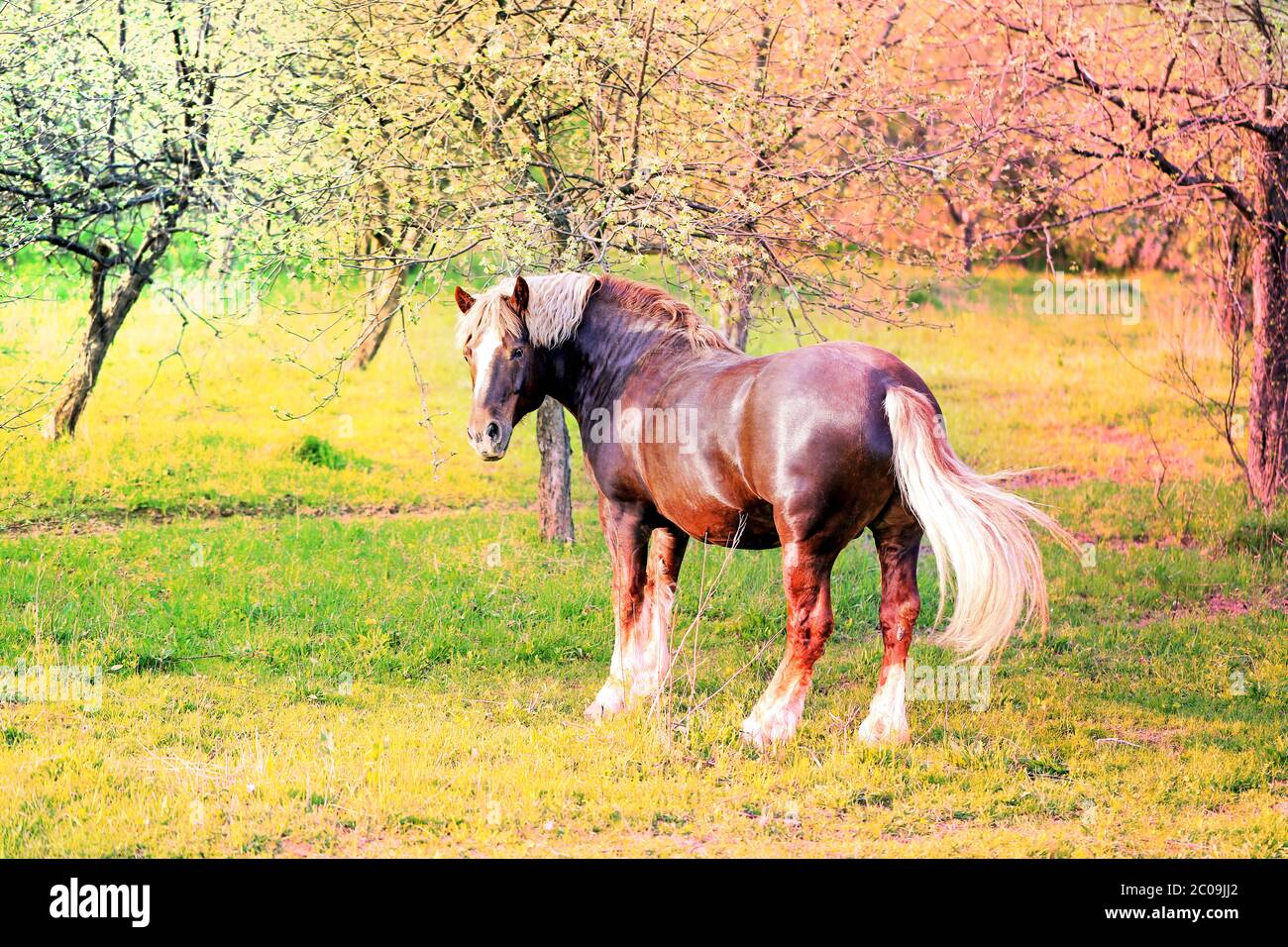 Hermosos caballos Foto de stock
