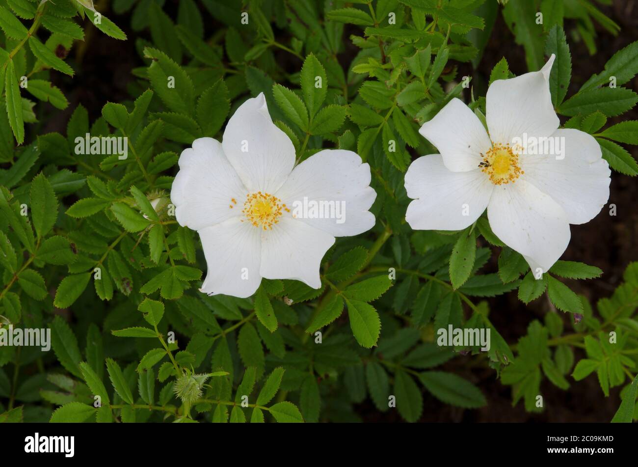 Rosa, Rosa sp. Foto de stock