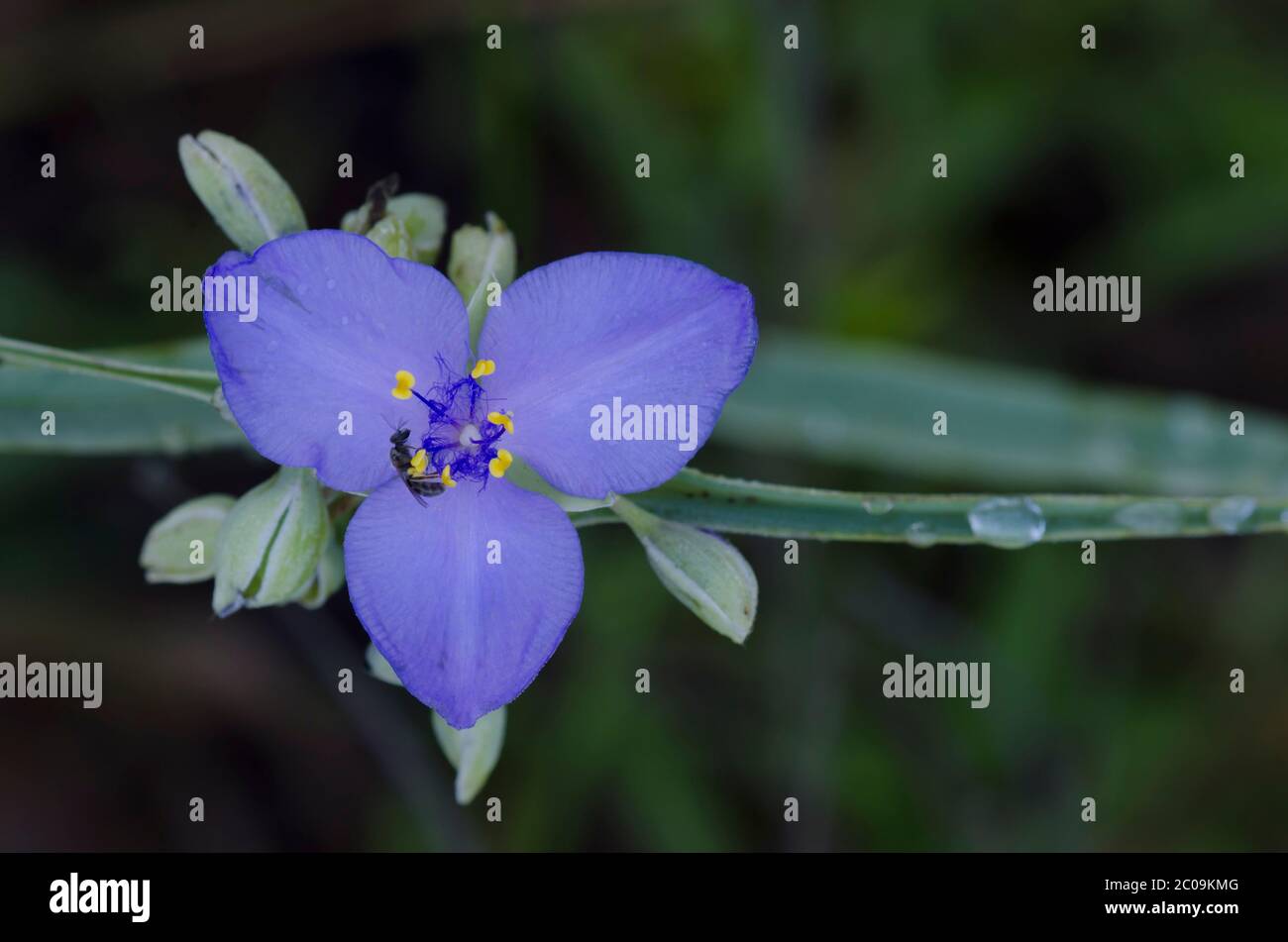 Spiderwort, Tradescantia sp. Foto de stock