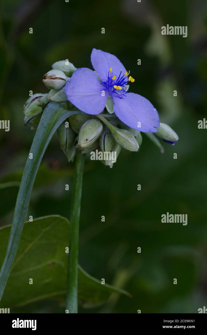 Spiderwort, Tradescantia sp. Foto de stock